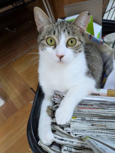 雑種（ミックス猫）・メスの里親募集の写真