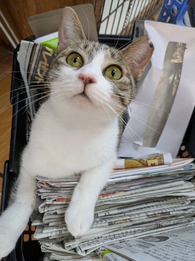 雑種（ミックス猫）・メスの里親募集の写真