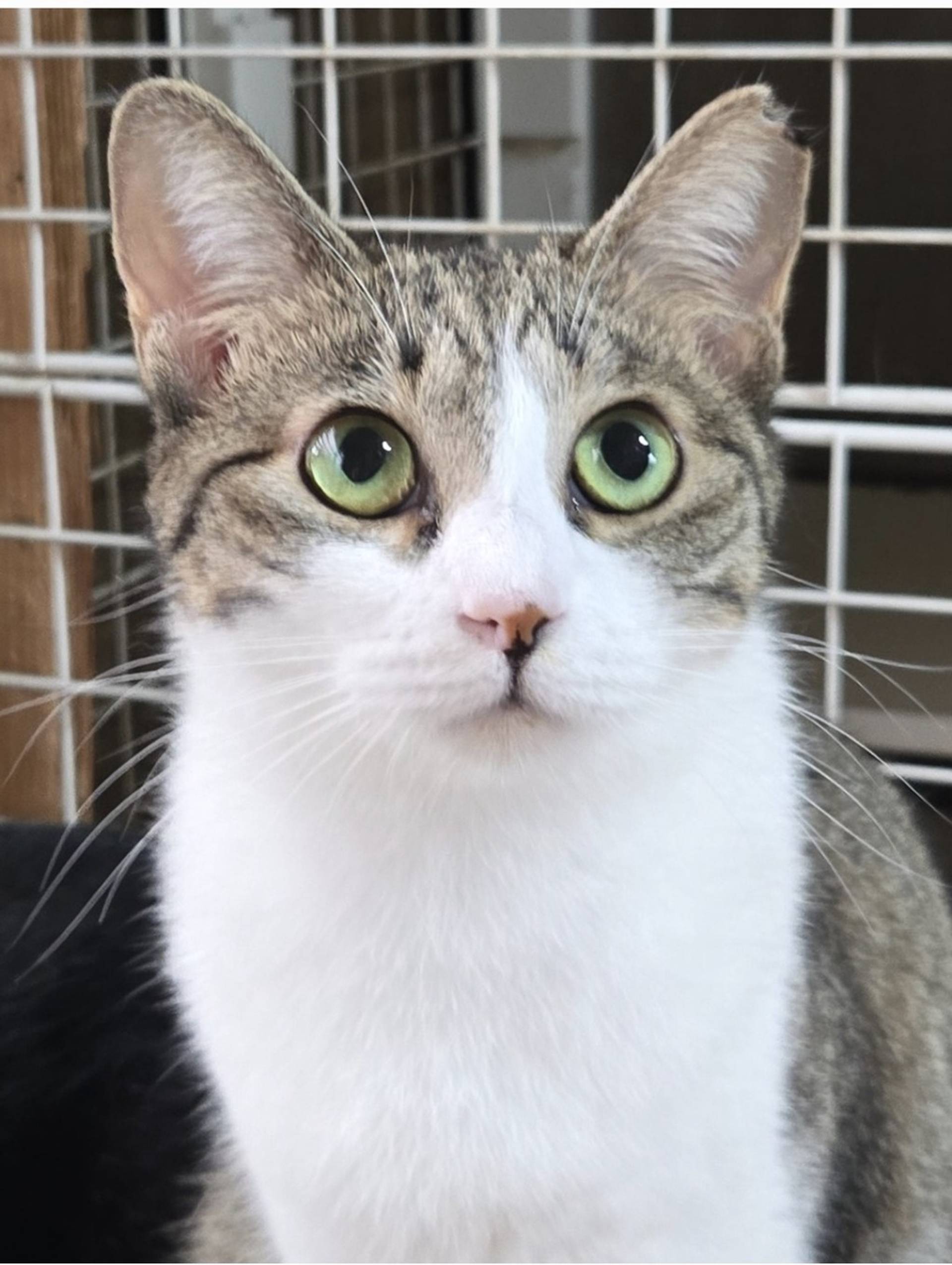 雑種（ミックス猫）・メスの里親募集の写真