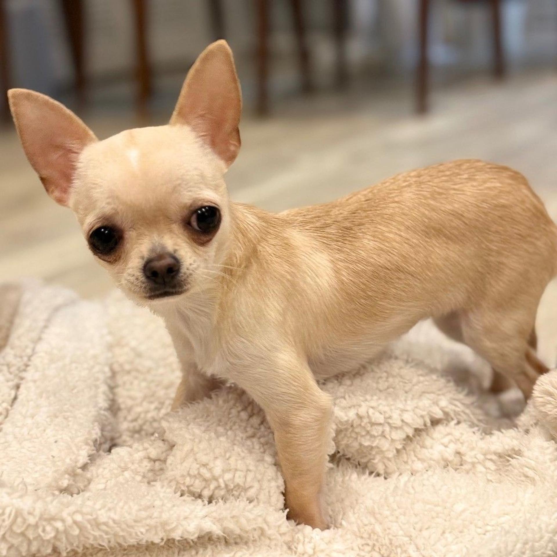 pet-image-3