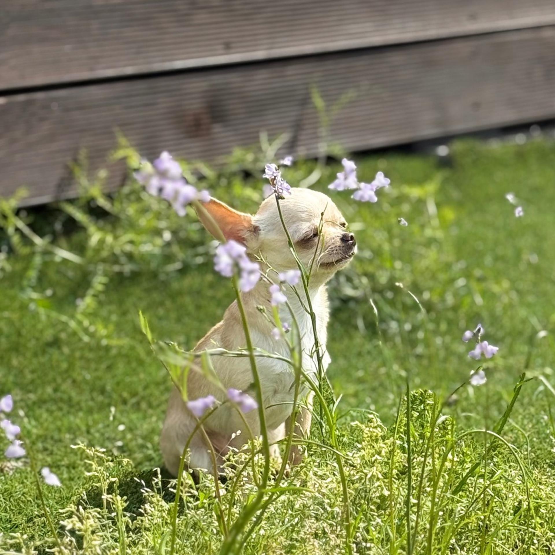 pet-image-4