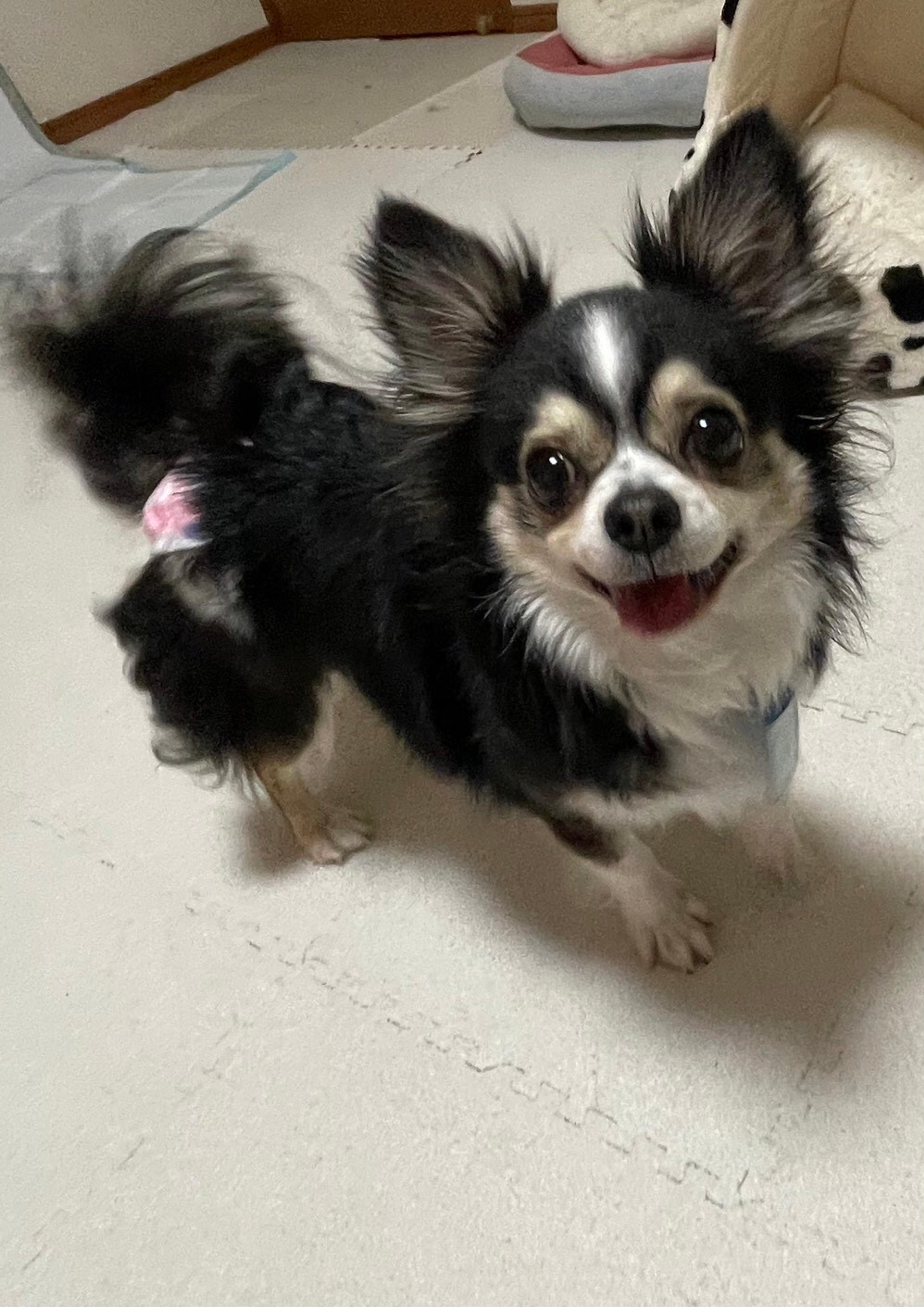 pet-image-2