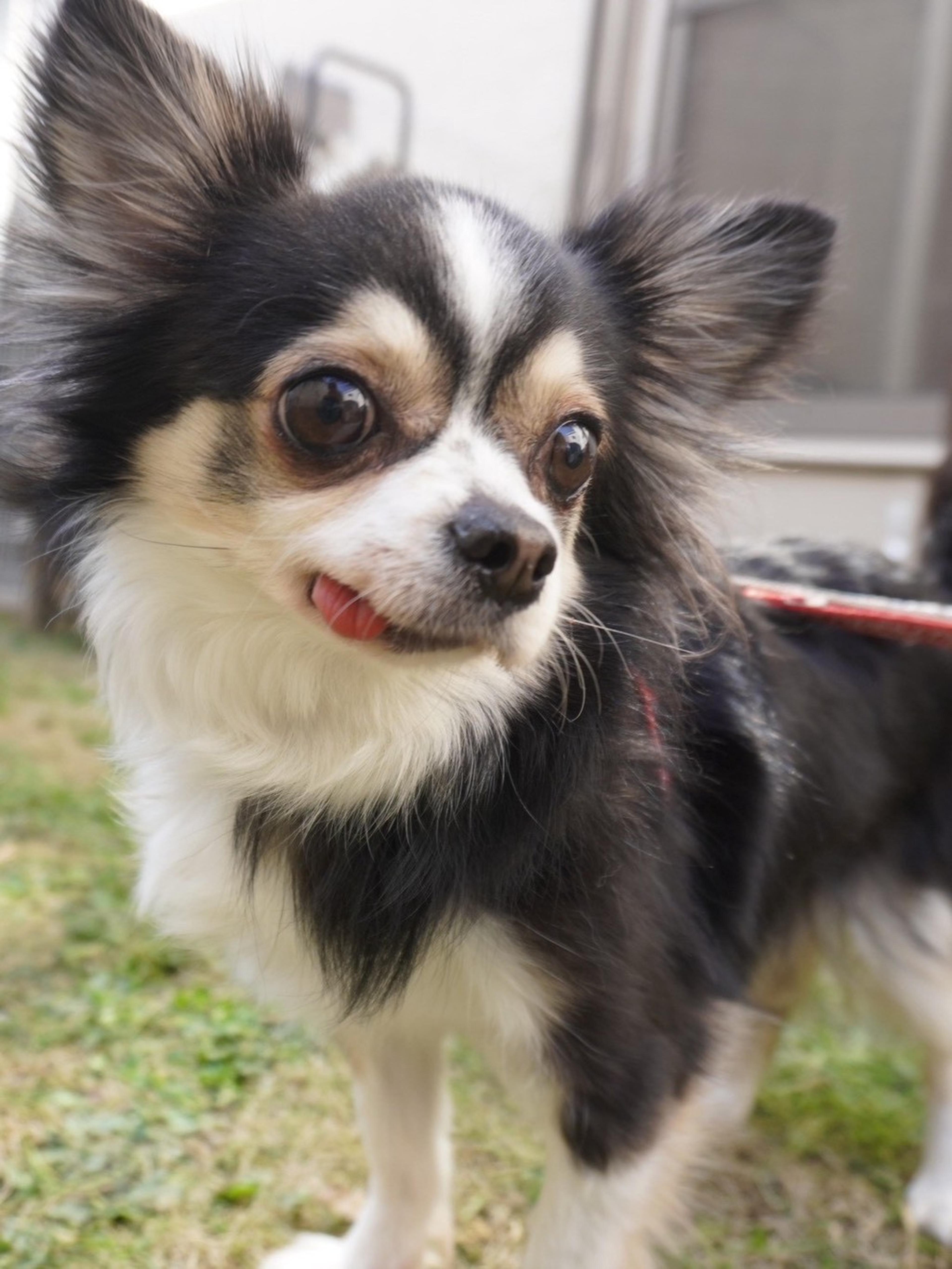 pet-image-3