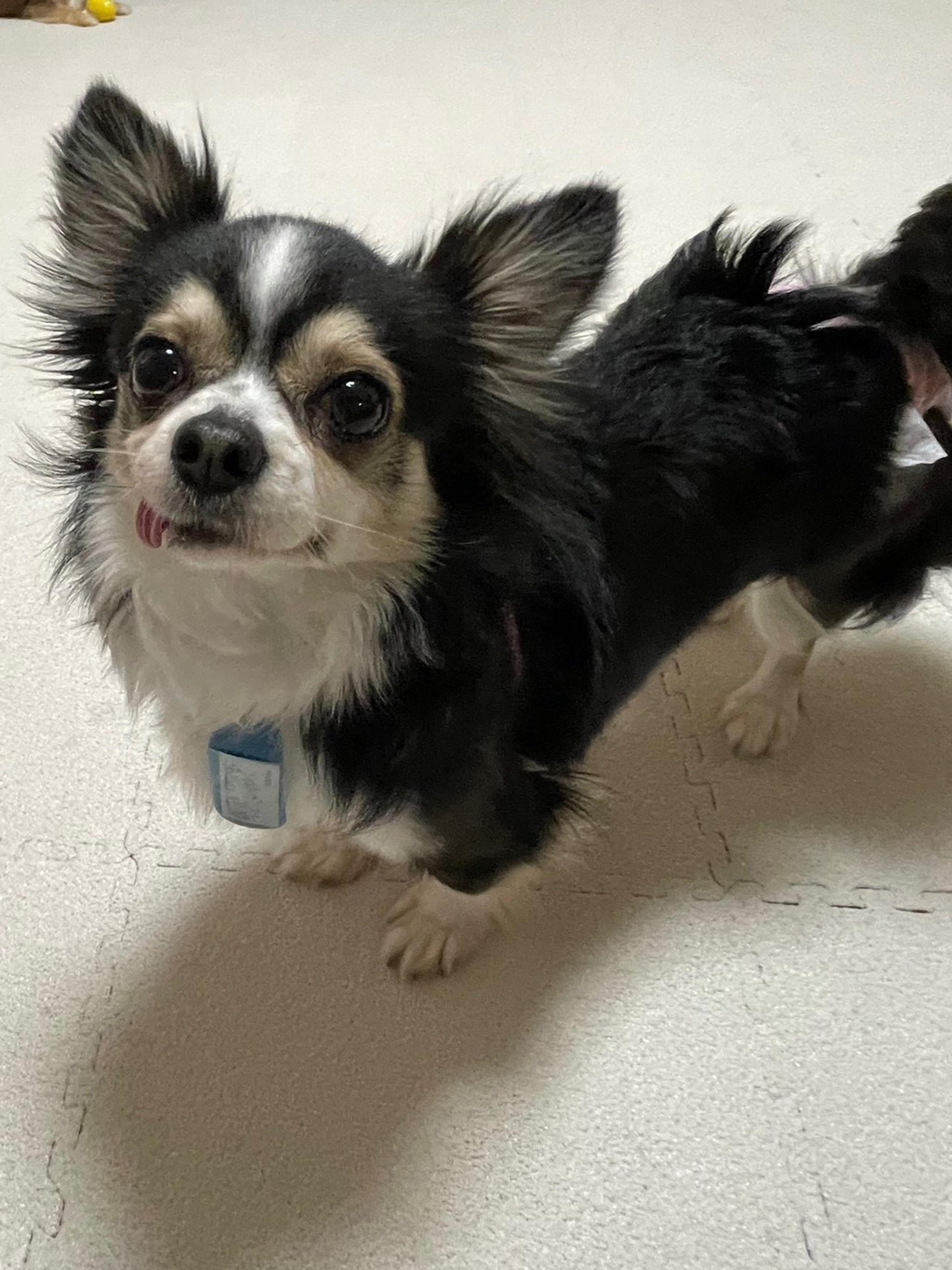 pet-image-4