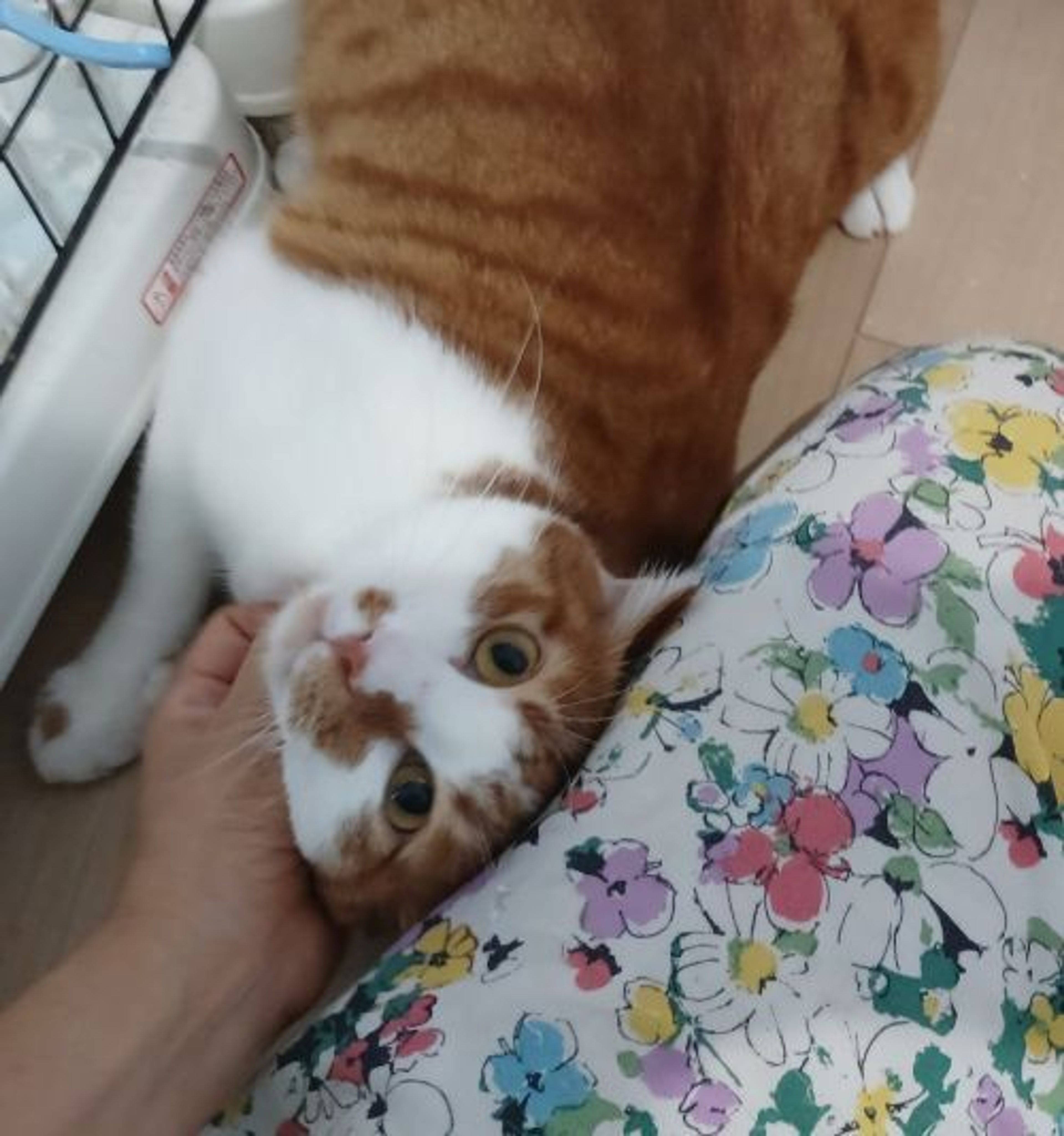 雑種（ミックス猫）・オスの里親募集の写真