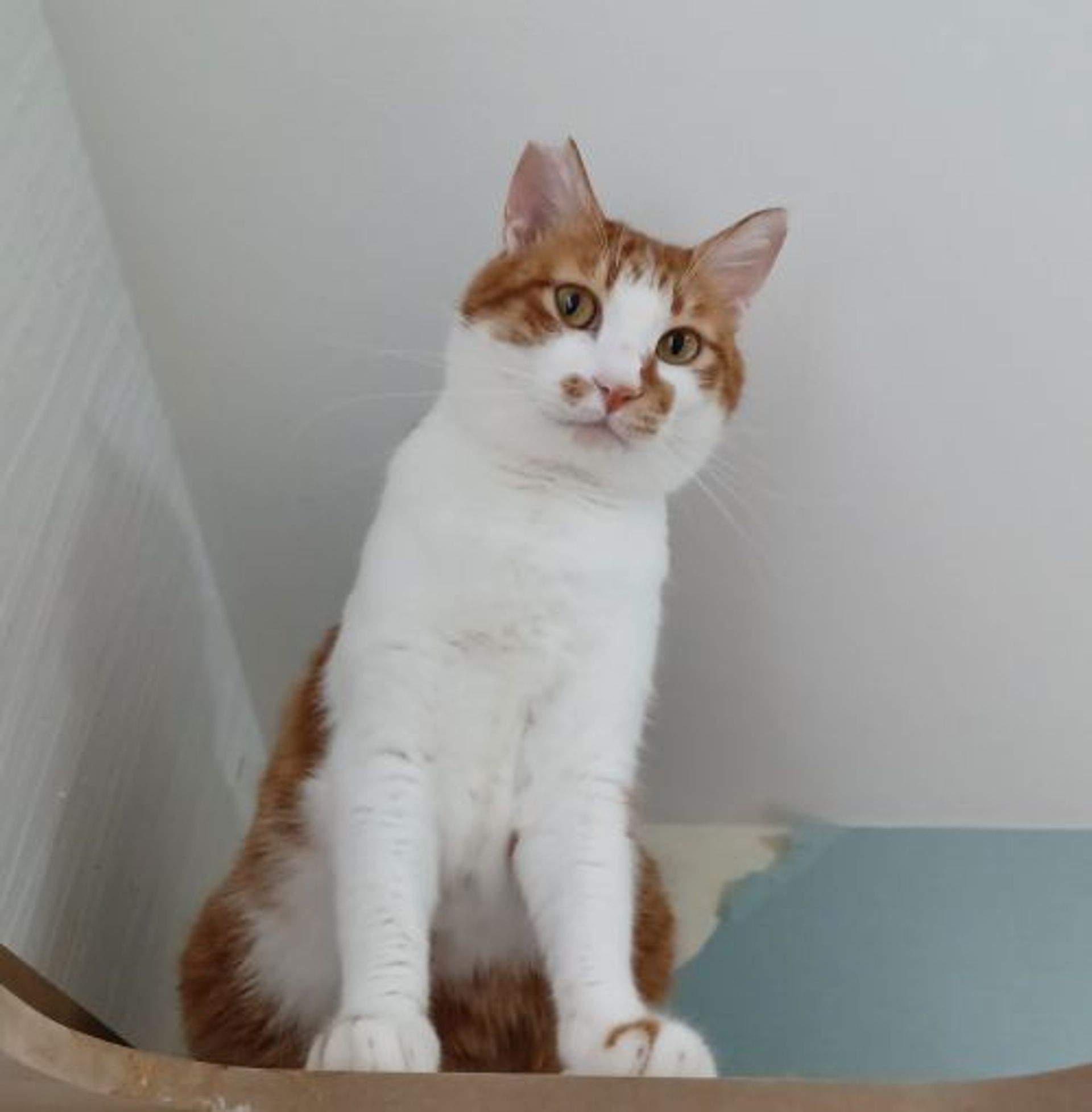 雑種（ミックス猫）・オスの里親募集の写真