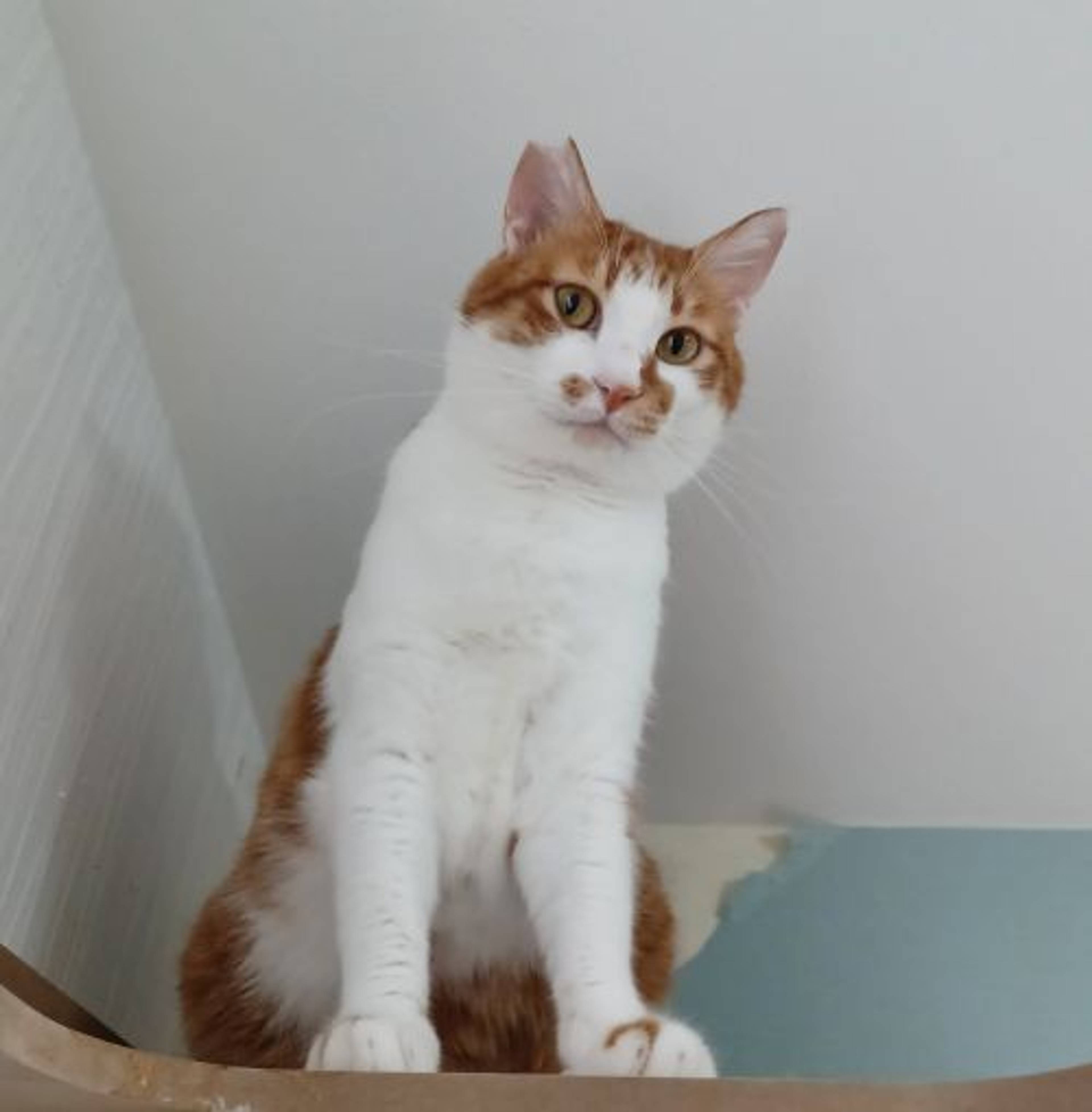 雑種（ミックス猫）・オスの里親募集の写真