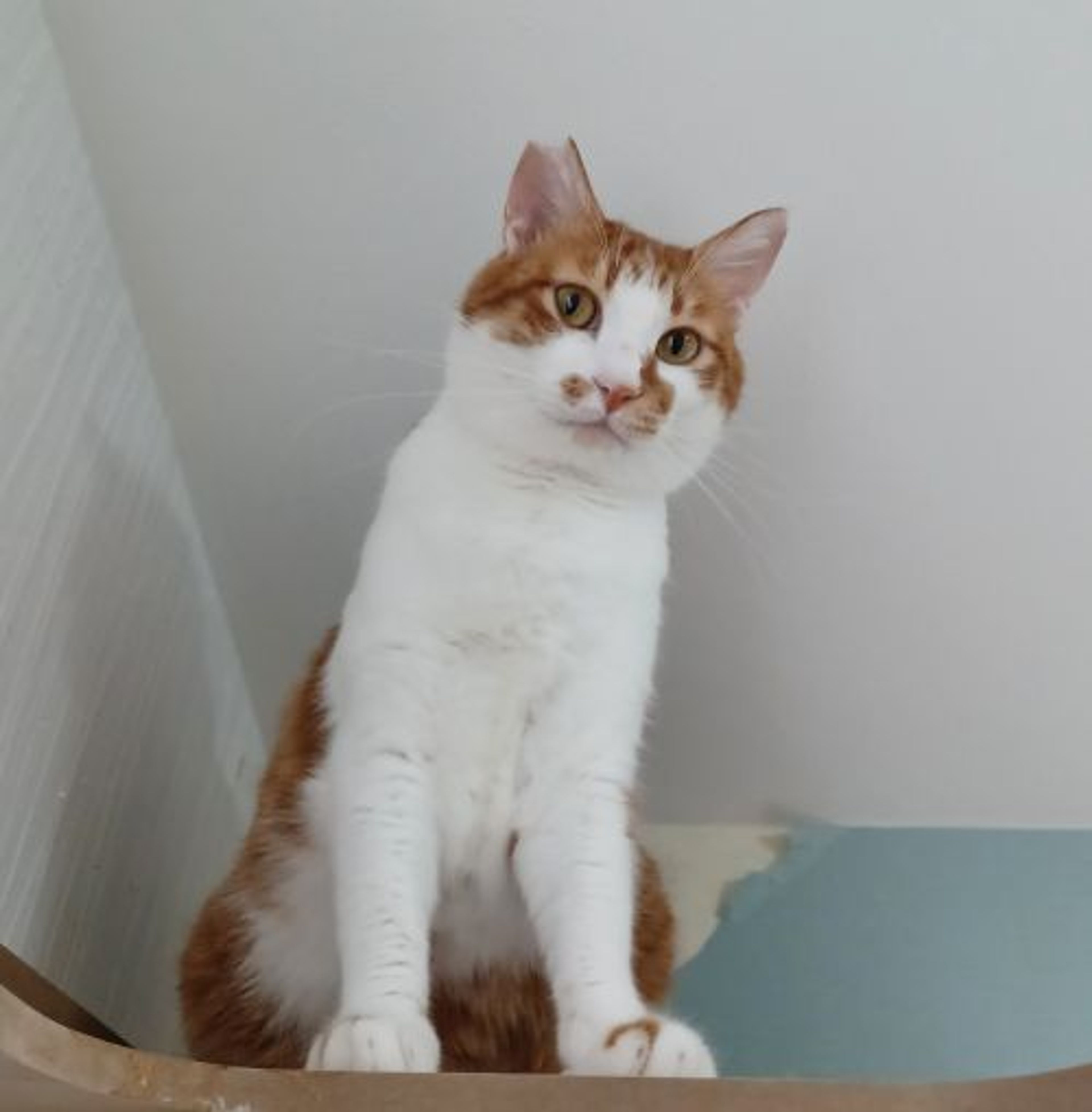 雑種（ミックス猫）・オスの里親募集の写真