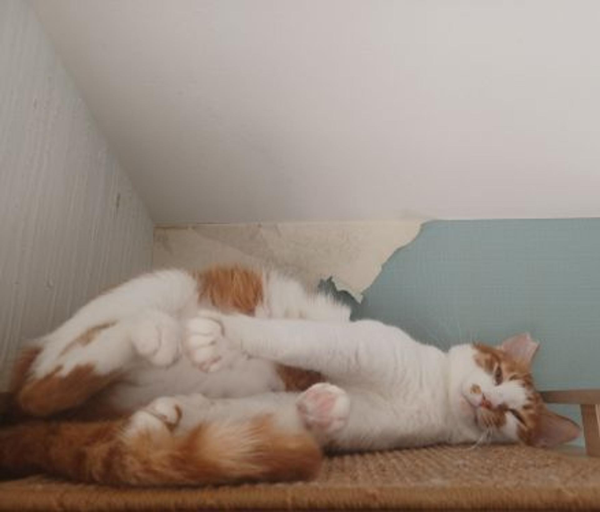 pet-image-2