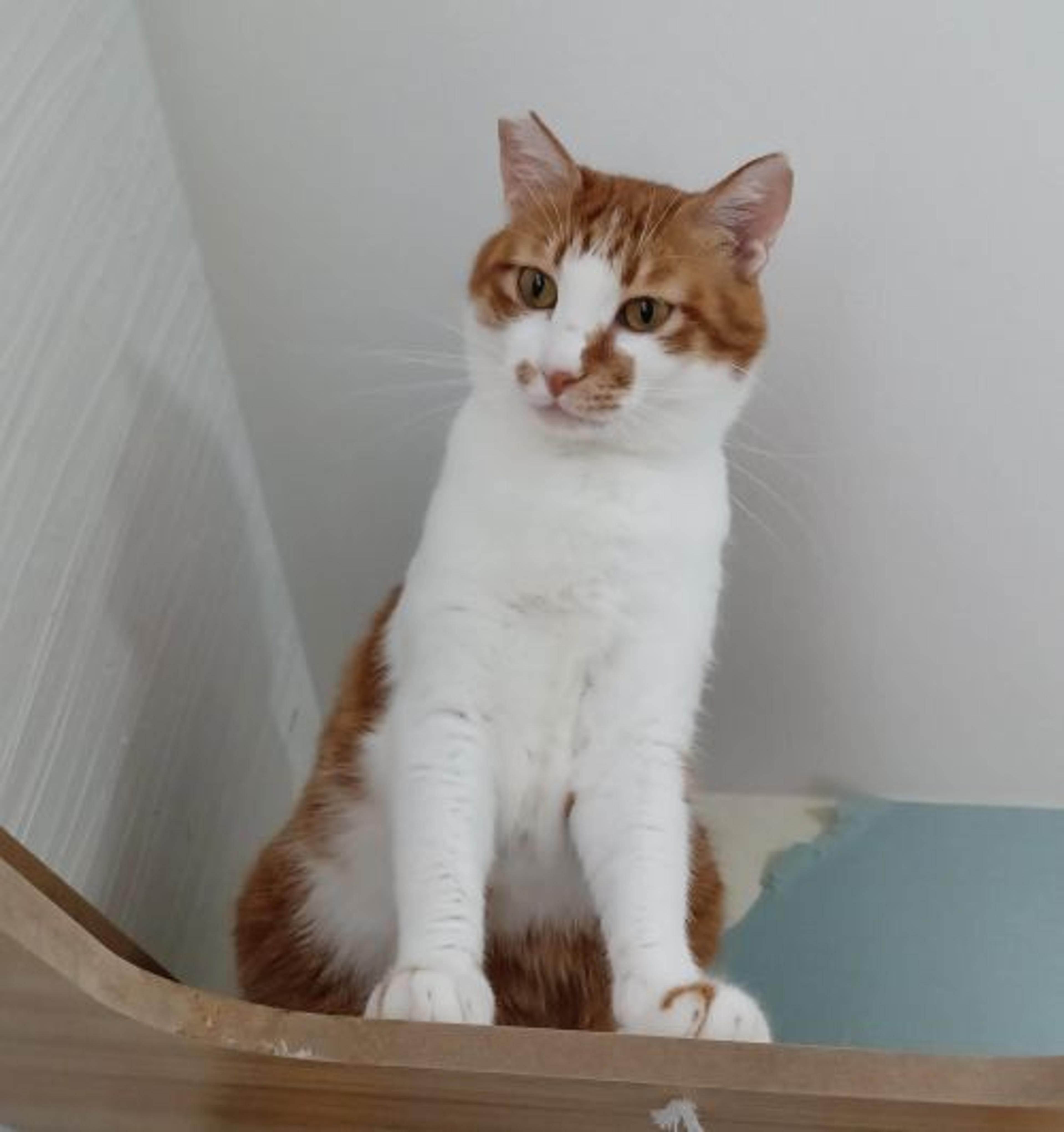 pet-image-4