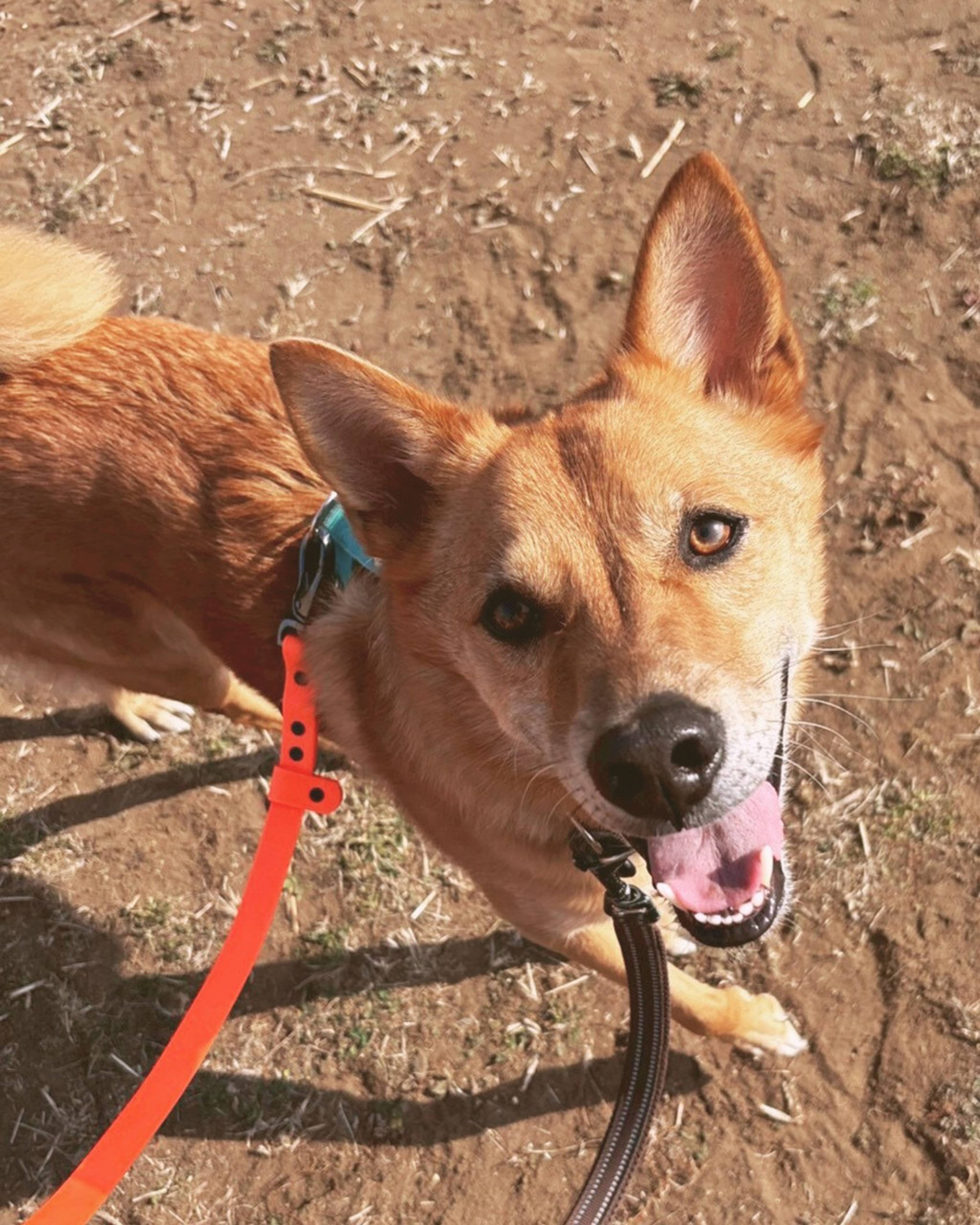 雑種（ミックス犬）・オスの里親募集の写真