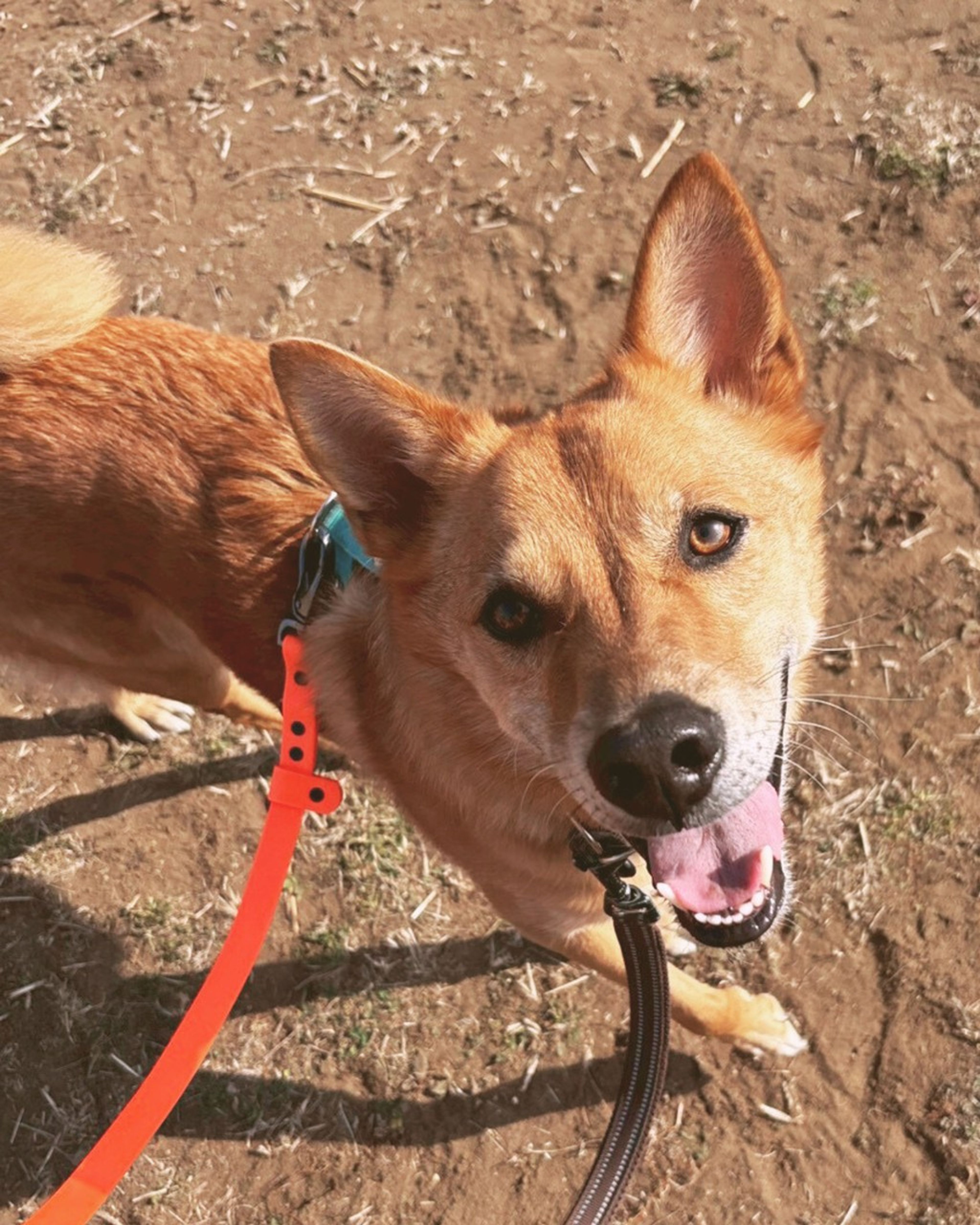 雑種（ミックス犬）・オスの里親募集の写真
