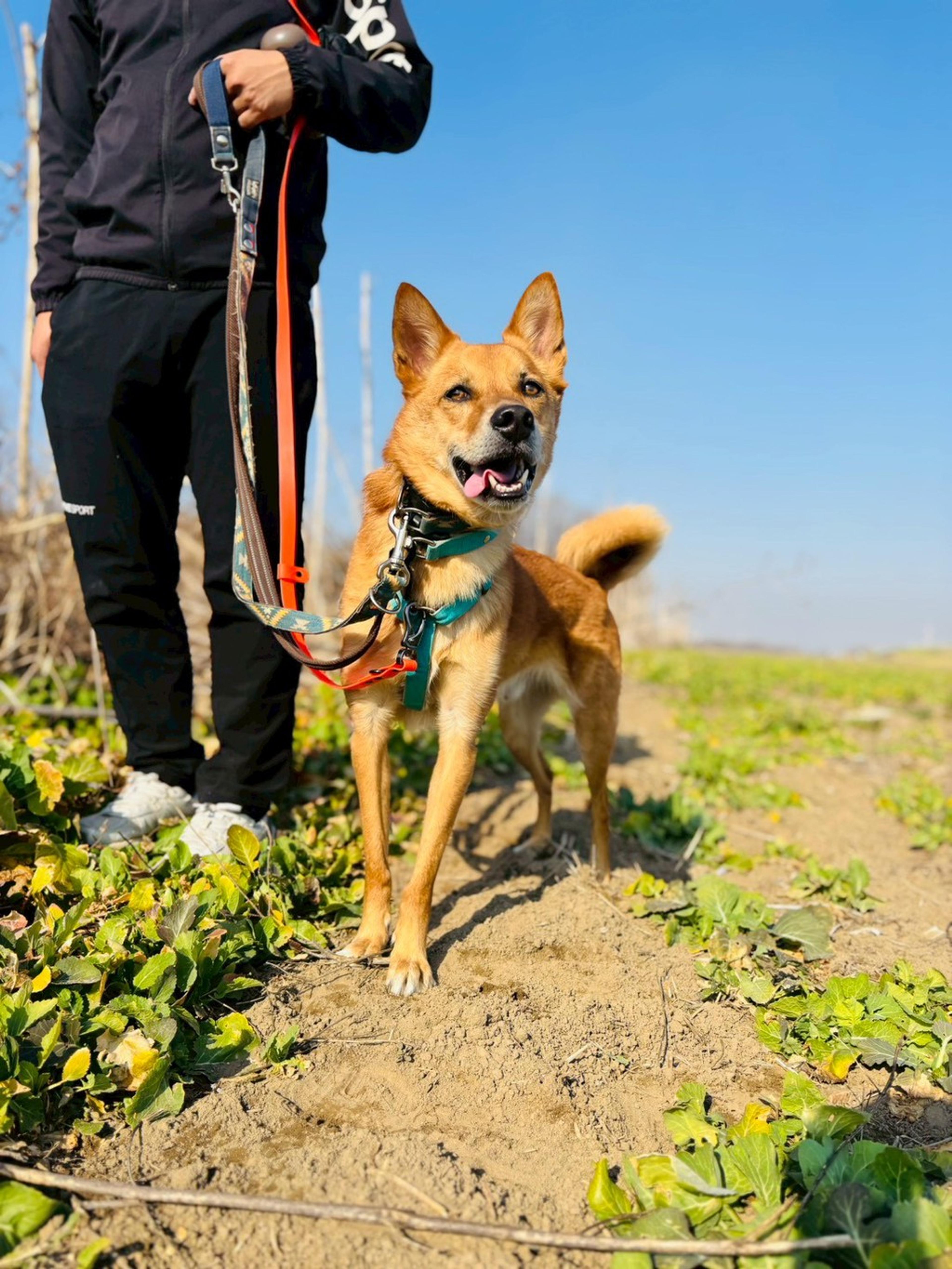 pet-image-2