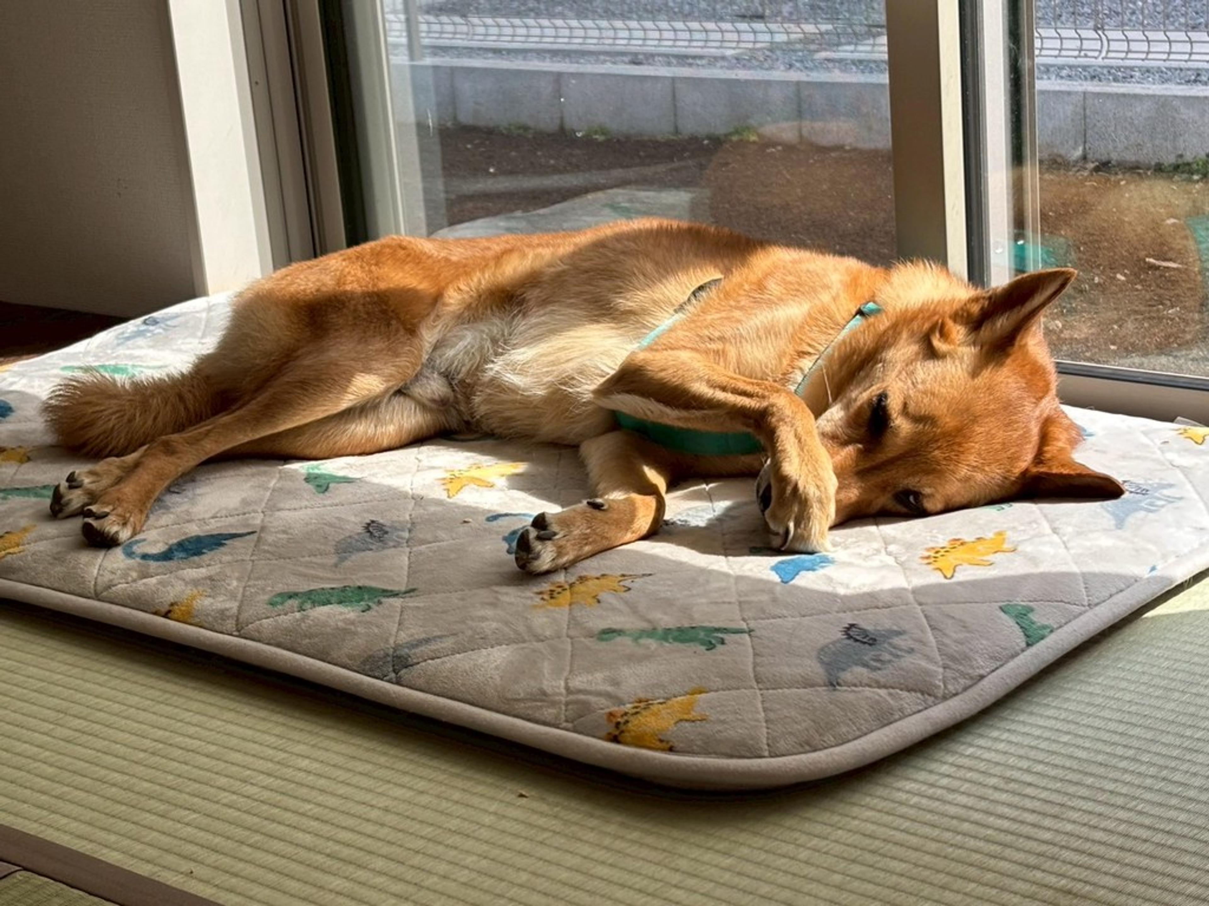 pet-image-3