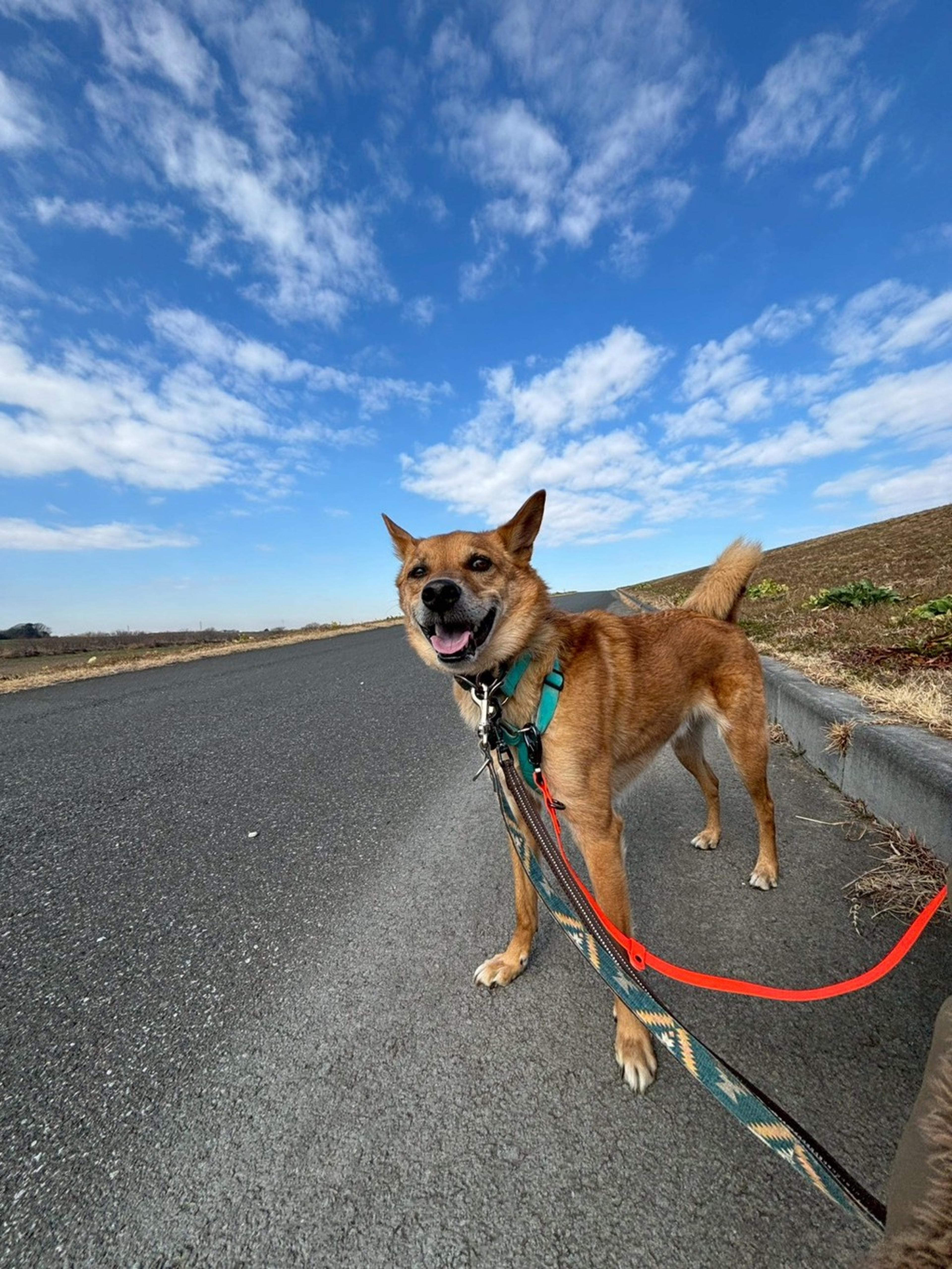 pet-image-4