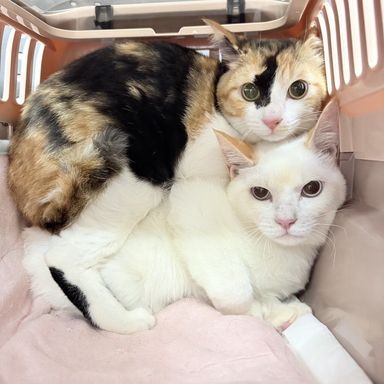 雑種（ミックス猫）・メスの里親募集の写真