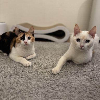 雑種（ミックス猫）・メスの里親募集の写真