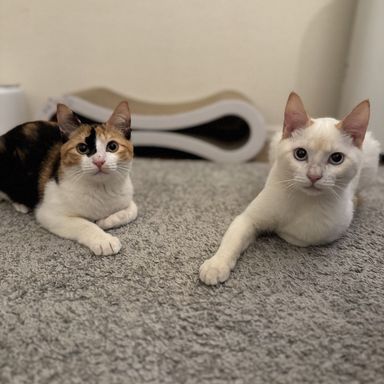 雑種（ミックス猫）・メスの里親募集の写真