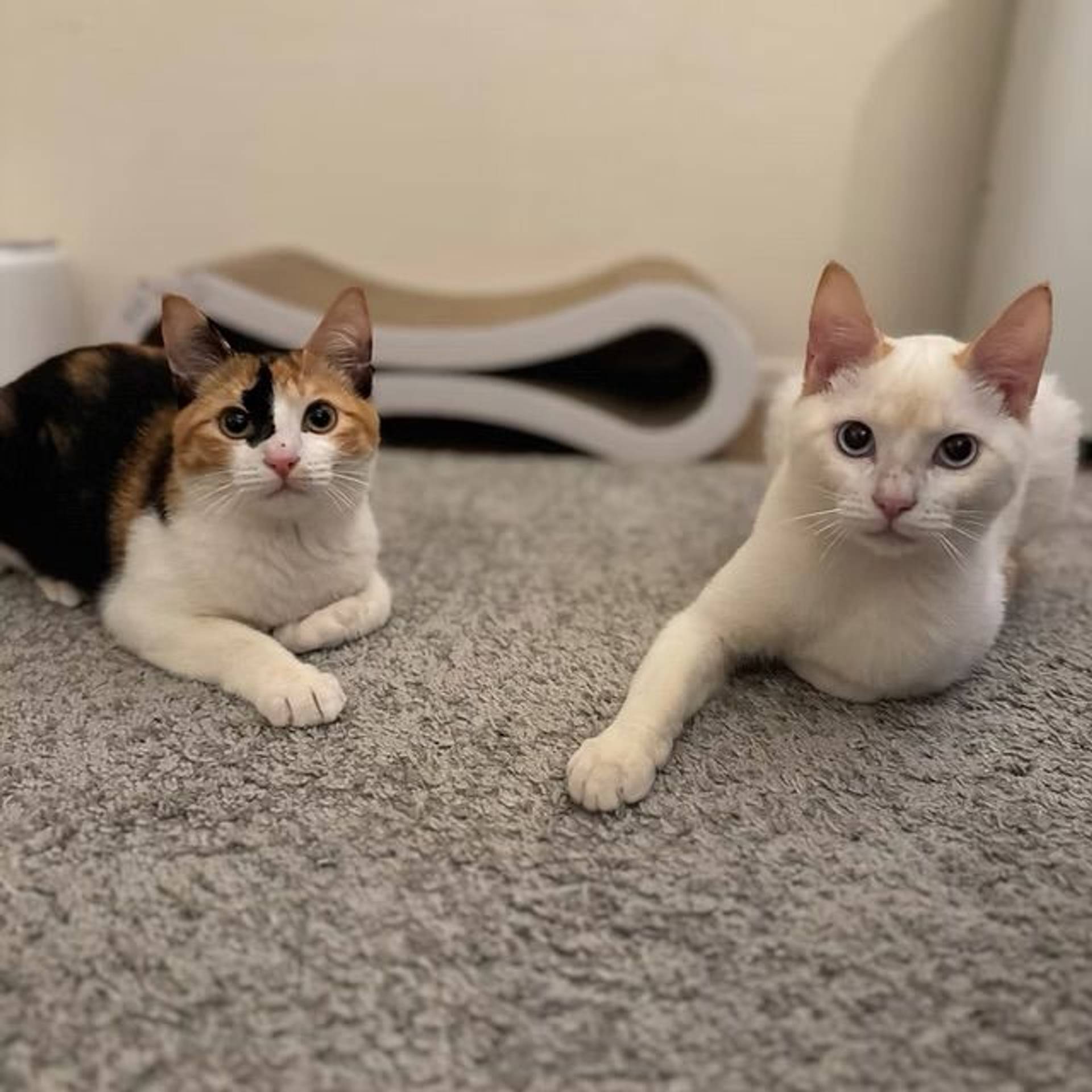 雑種（ミックス猫）・メスの里親募集の写真