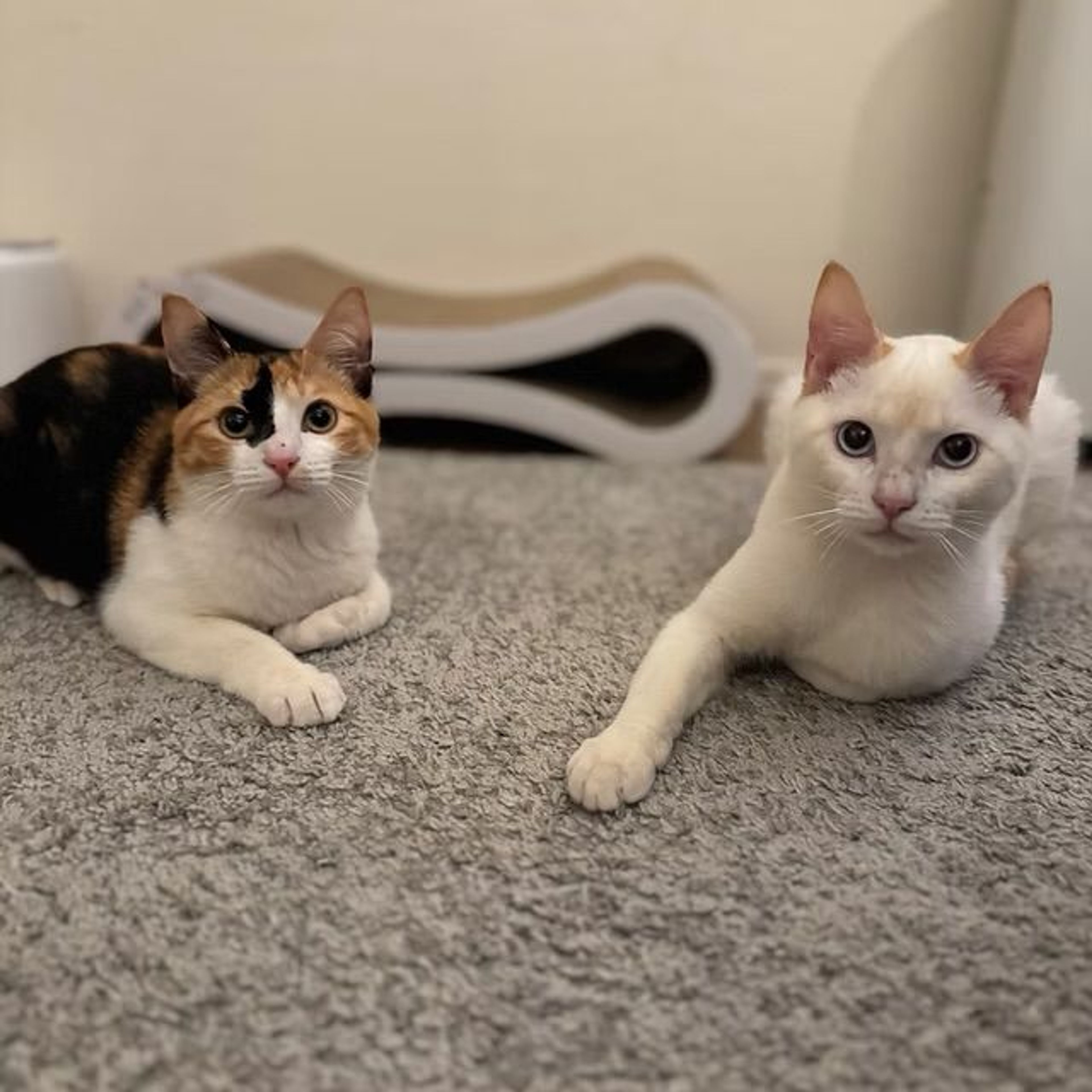 雑種（ミックス猫）・メスの里親募集の写真