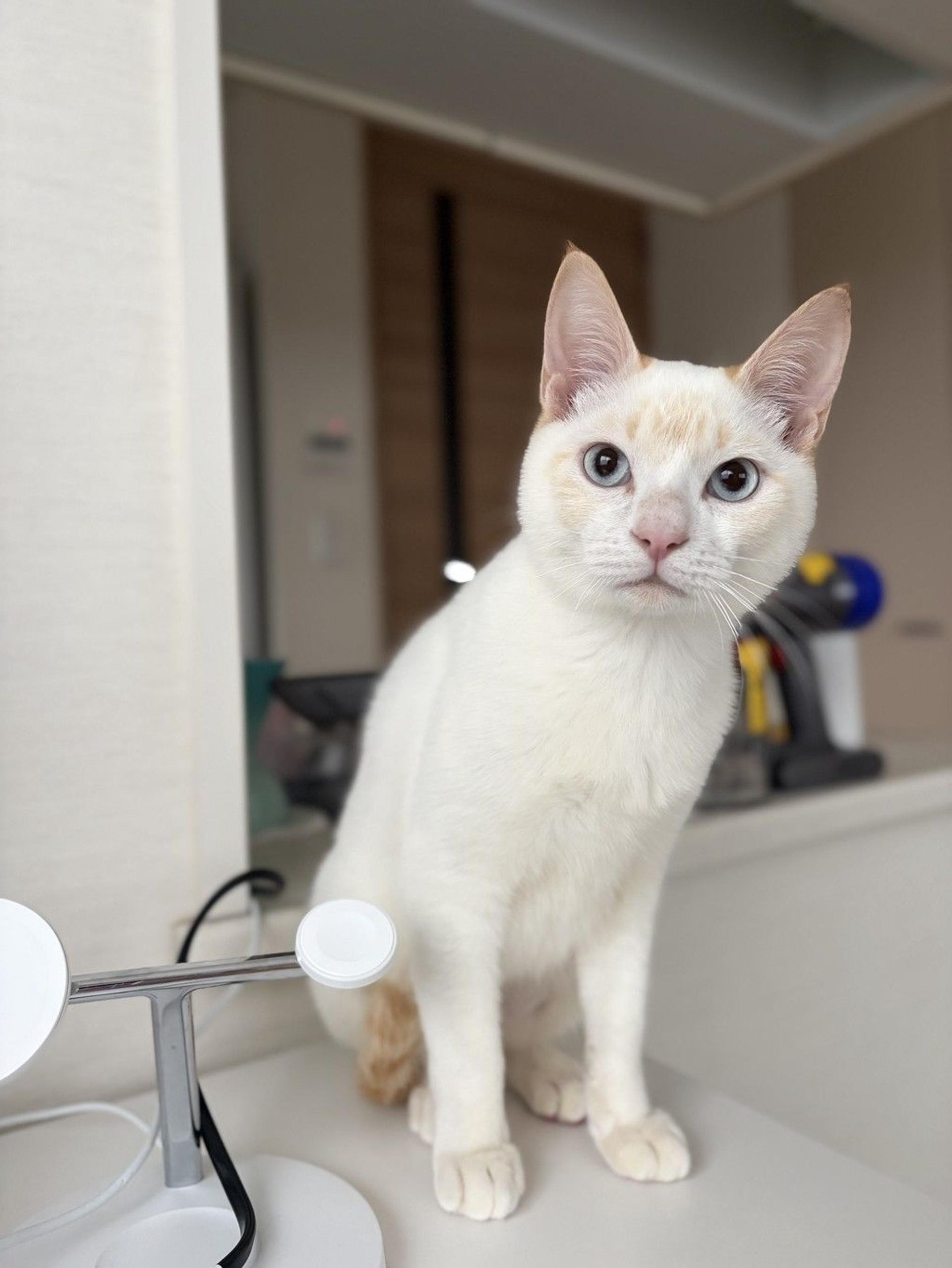 pet-image-4