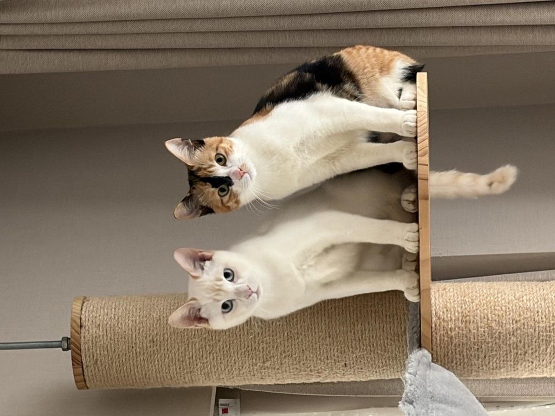 pet-image-5