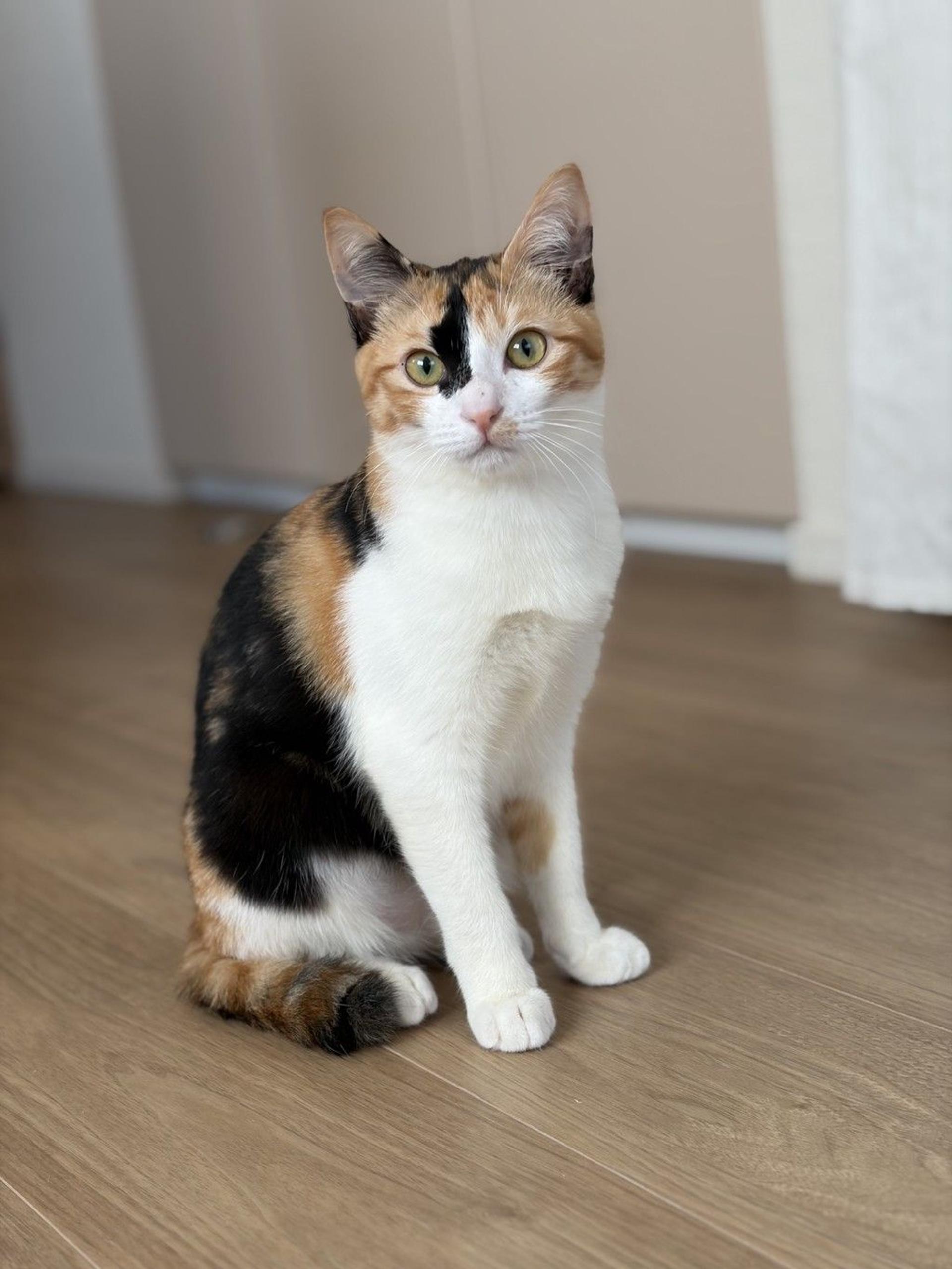 pet-image-6
