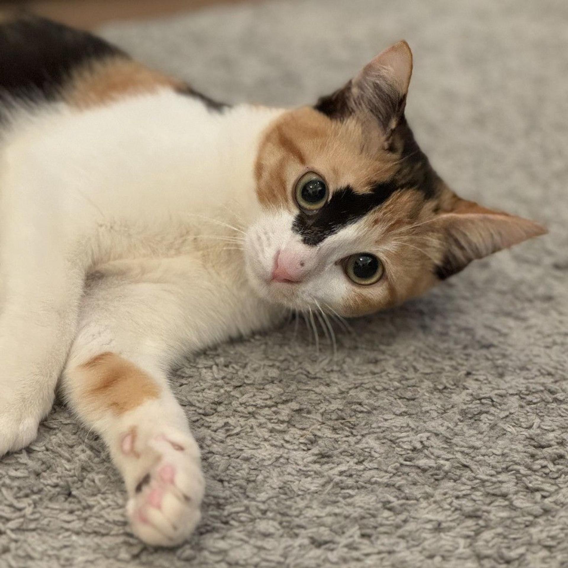 pet-image-7