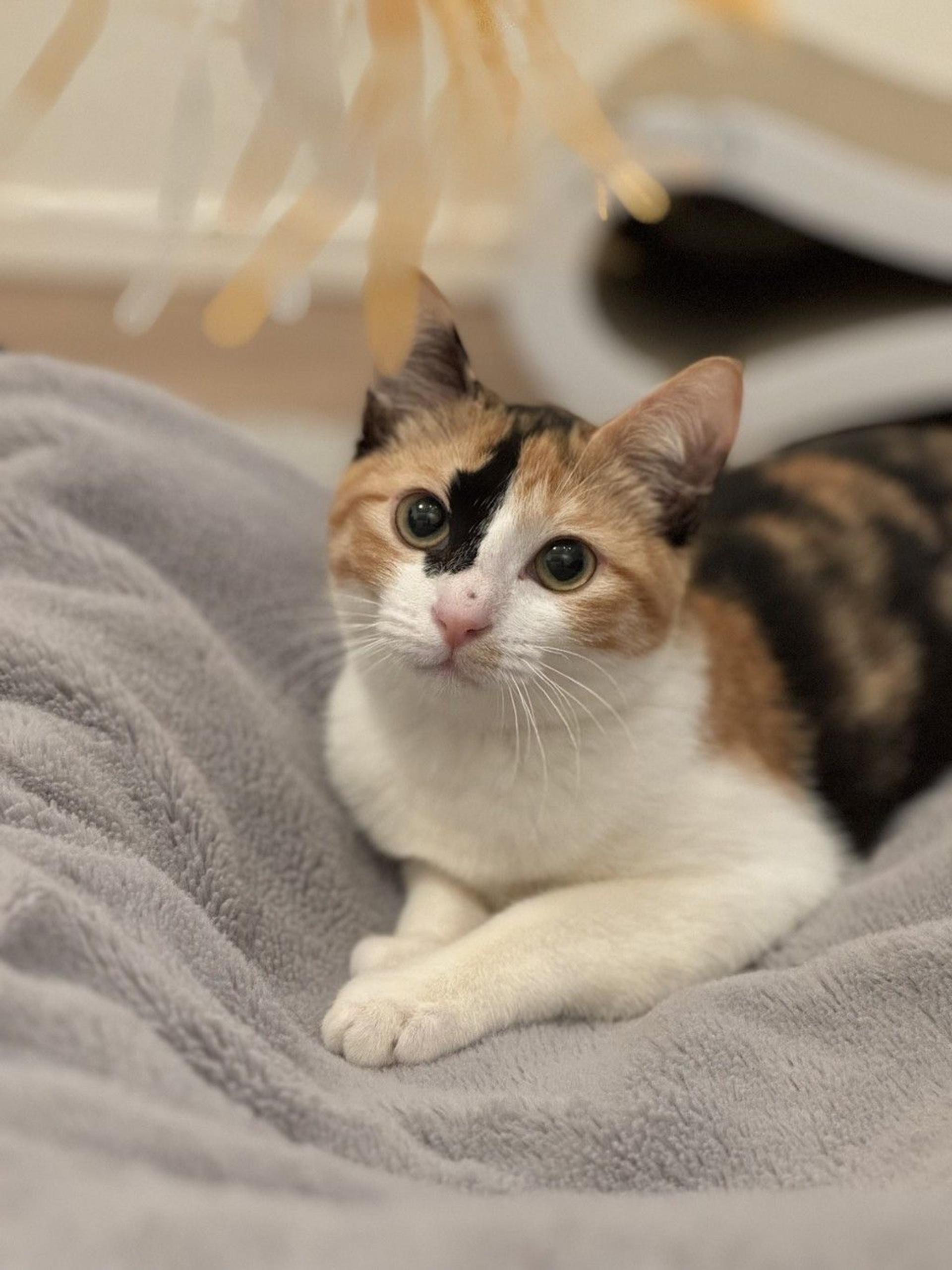 pet-image-8