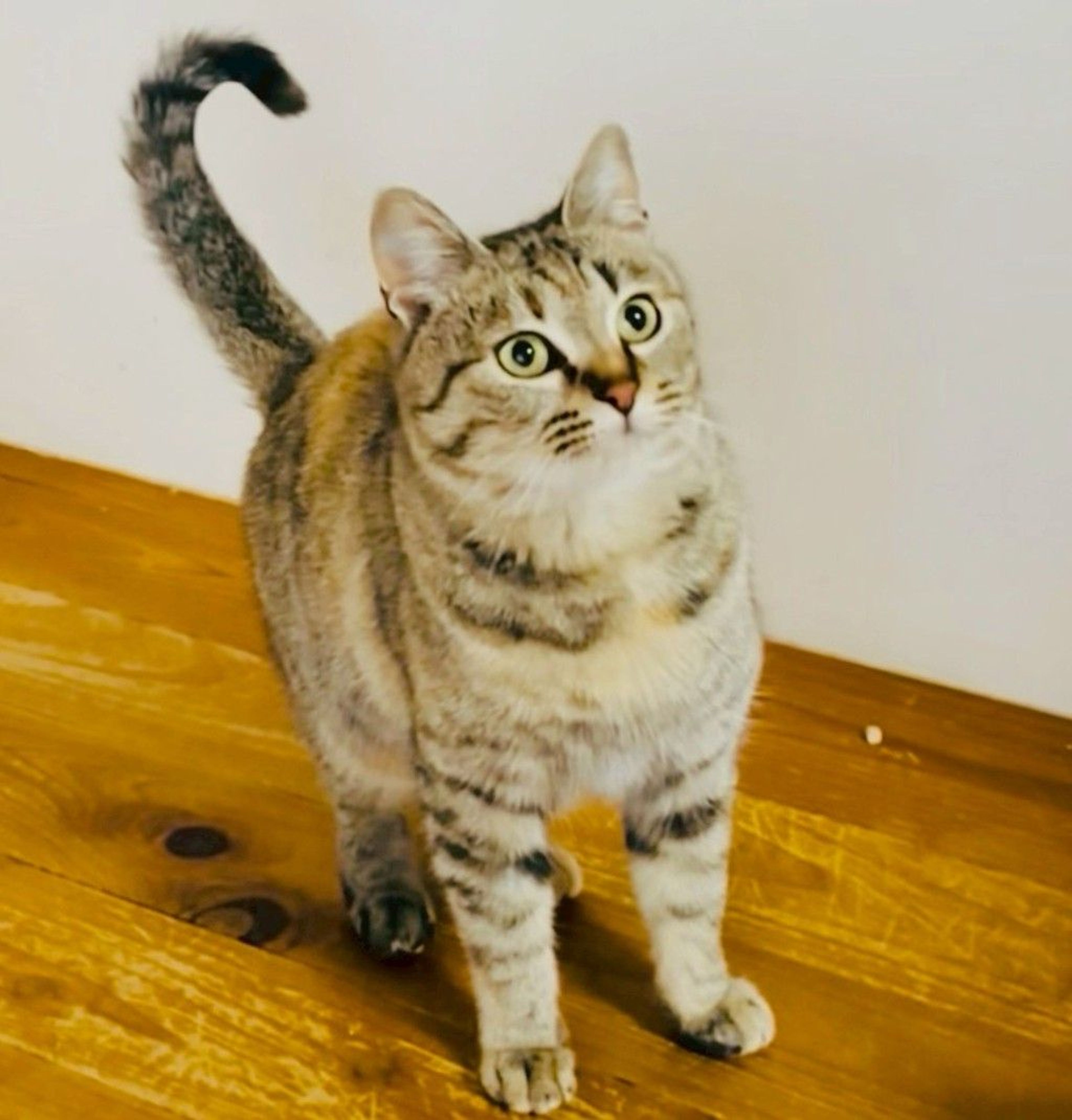 雑種（ミックス猫）・メスの里親募集の写真