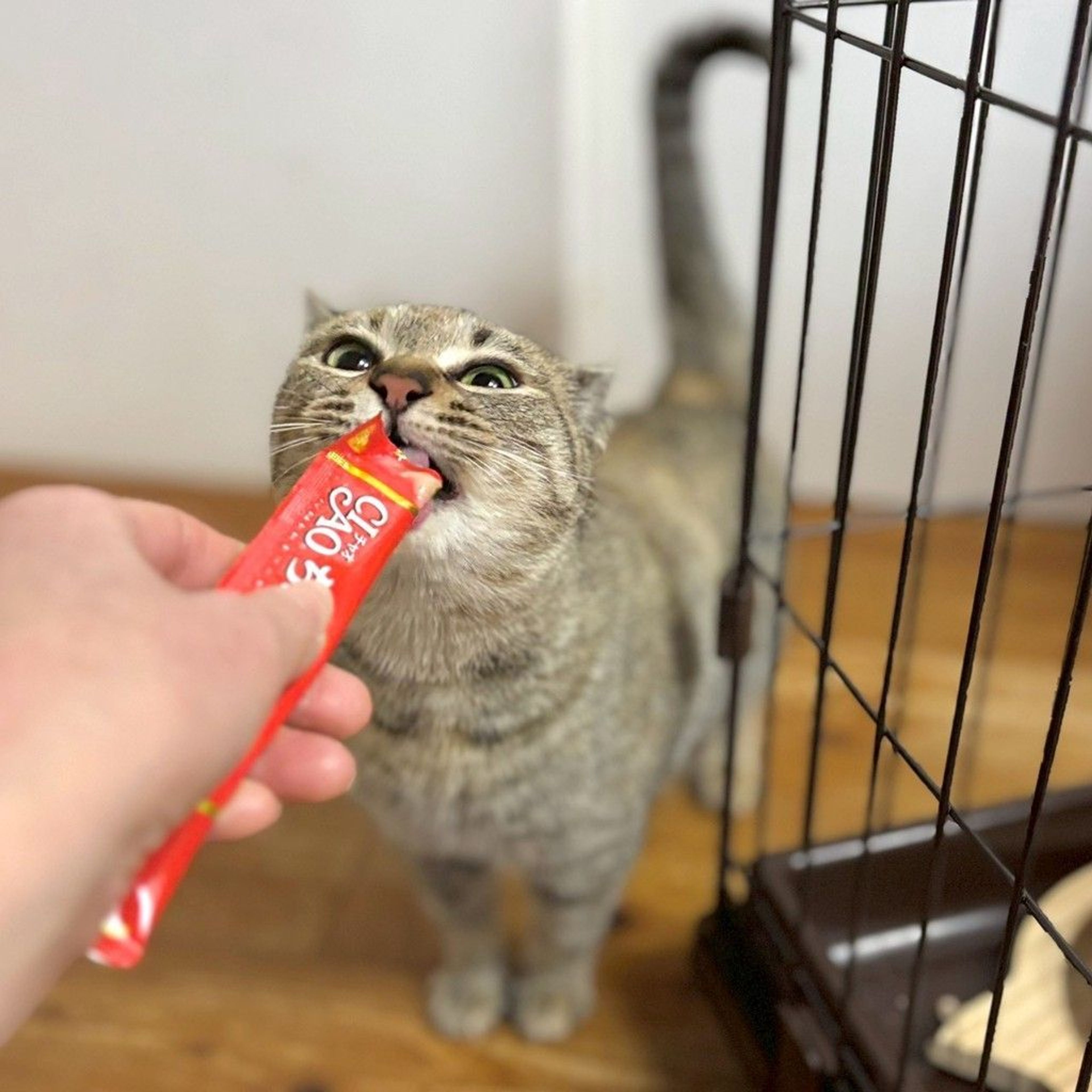 pet-image-4