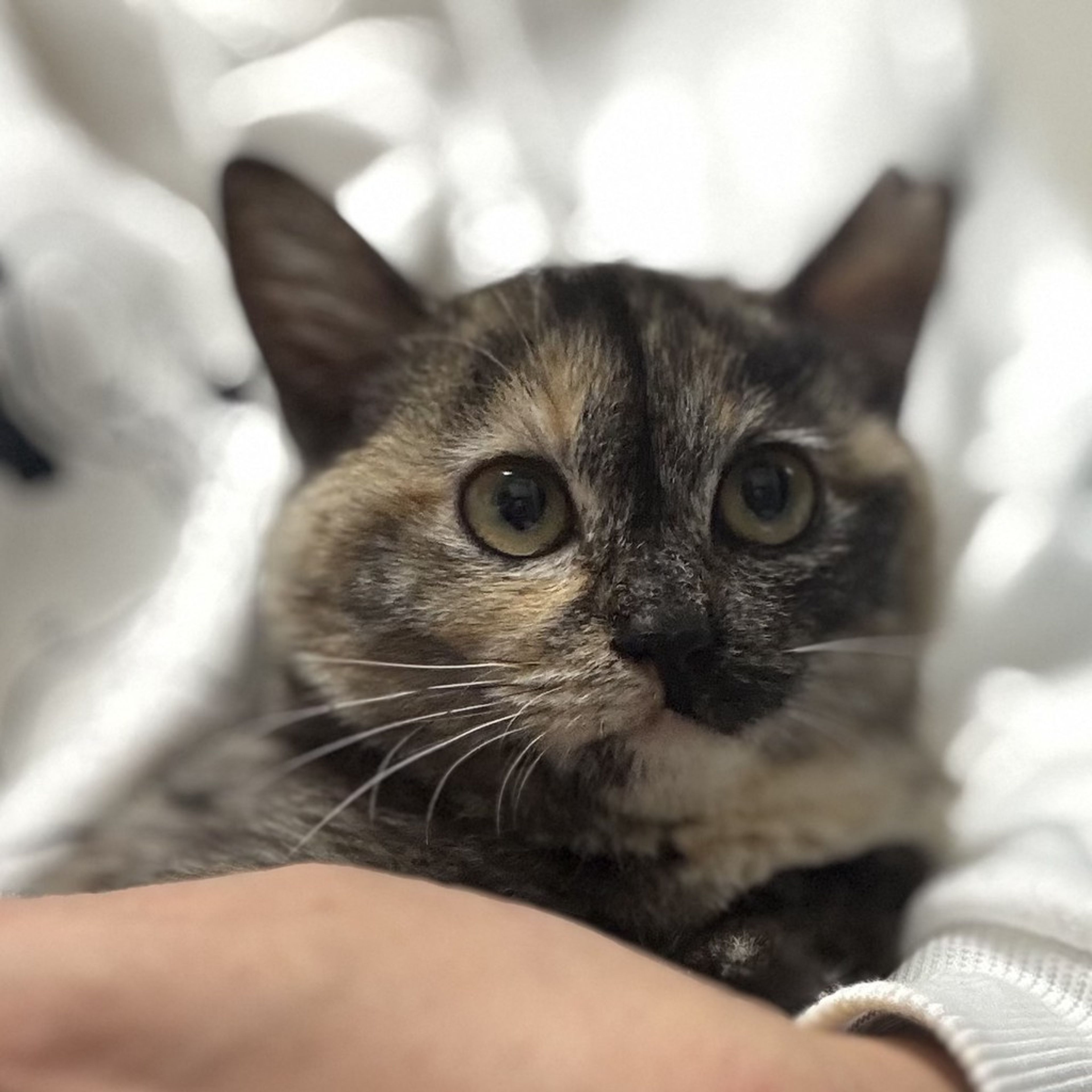 雑種（ミックス猫）・メスの里親募集の写真