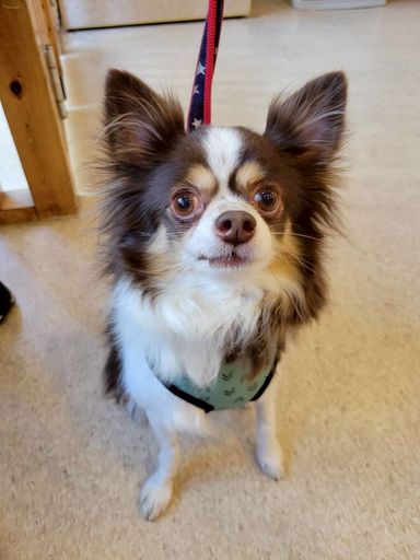 雑種（ミックス犬）・メスの里親募集の写真