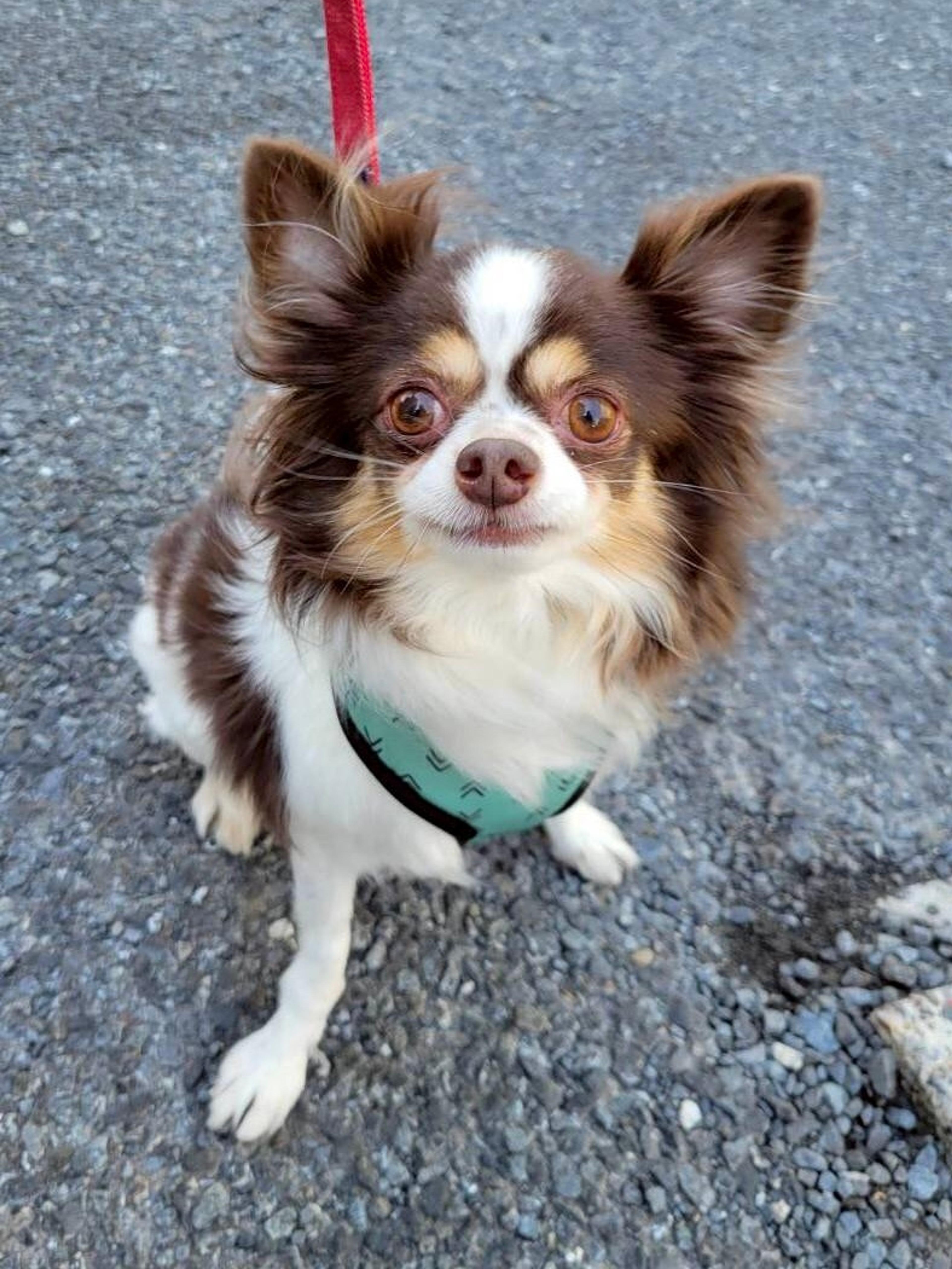 pet-image-4
