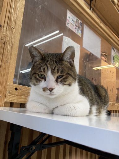 雑種（ミックス猫）・オスの里親募集の写真