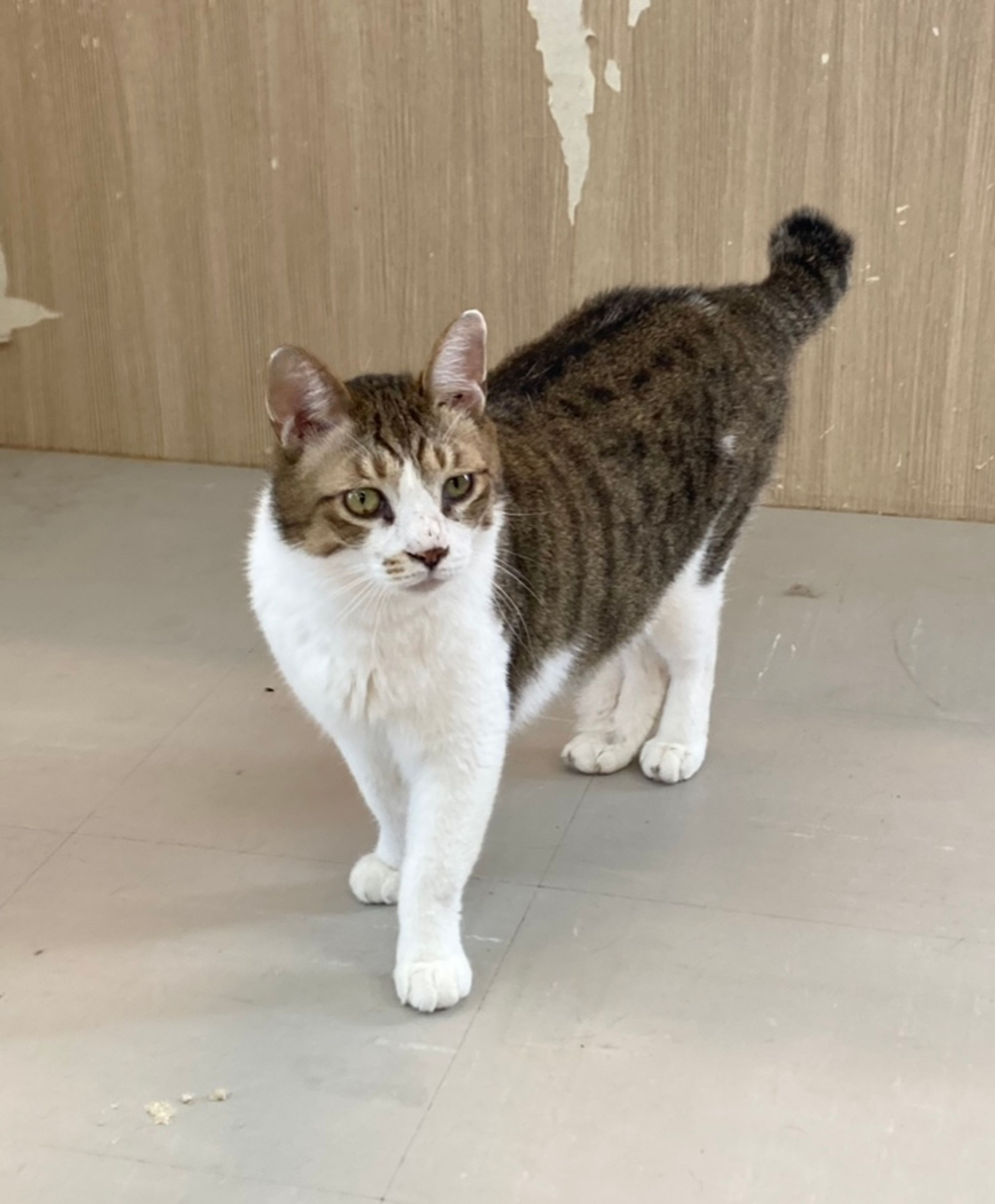 雑種（ミックス猫）・オスの里親募集の写真