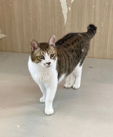 ふうくん「8月15日譲渡会参加」の写真
