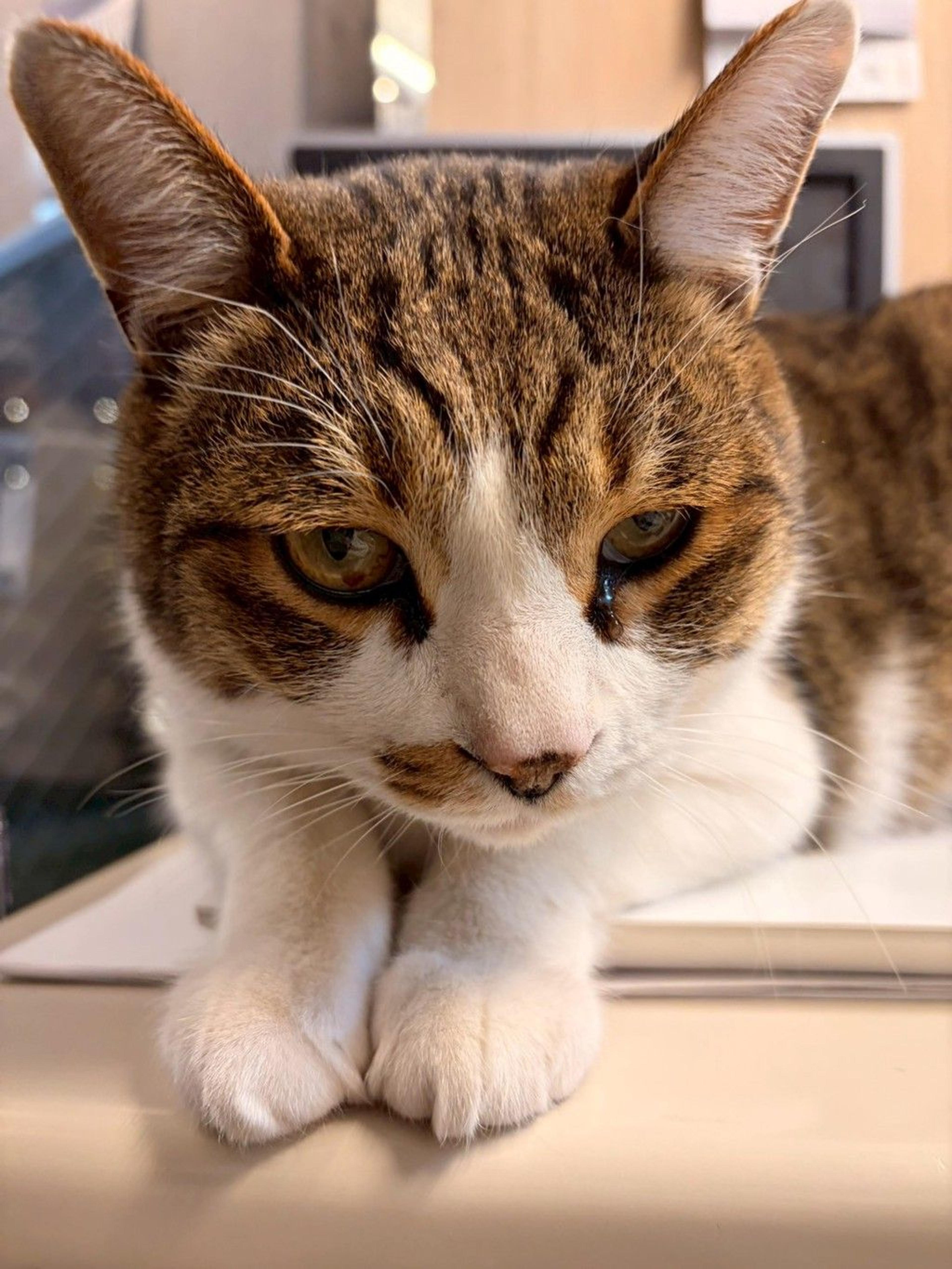 pet-image-6