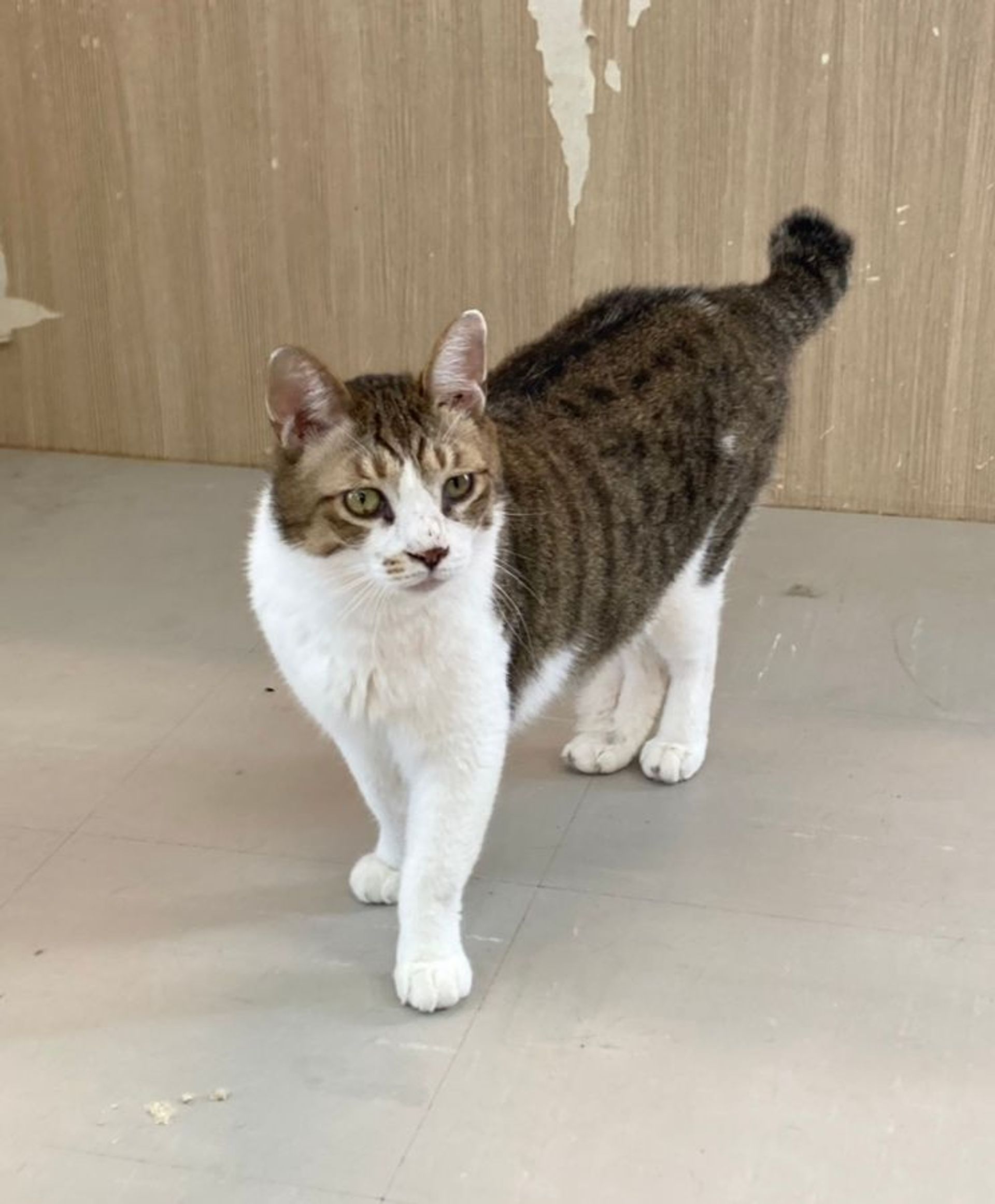 雑種（ミックス猫）・オスの里親募集の写真