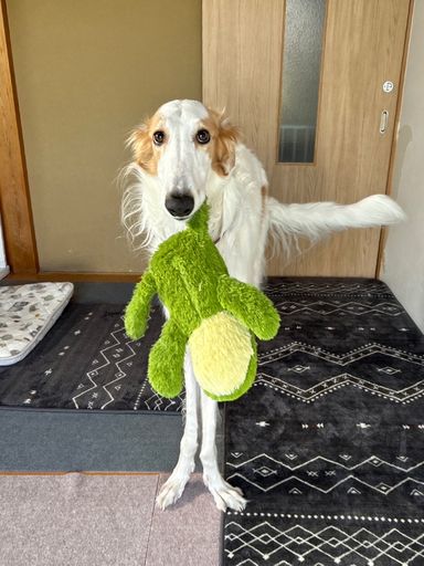 ボルゾイ・オスの里親募集の写真