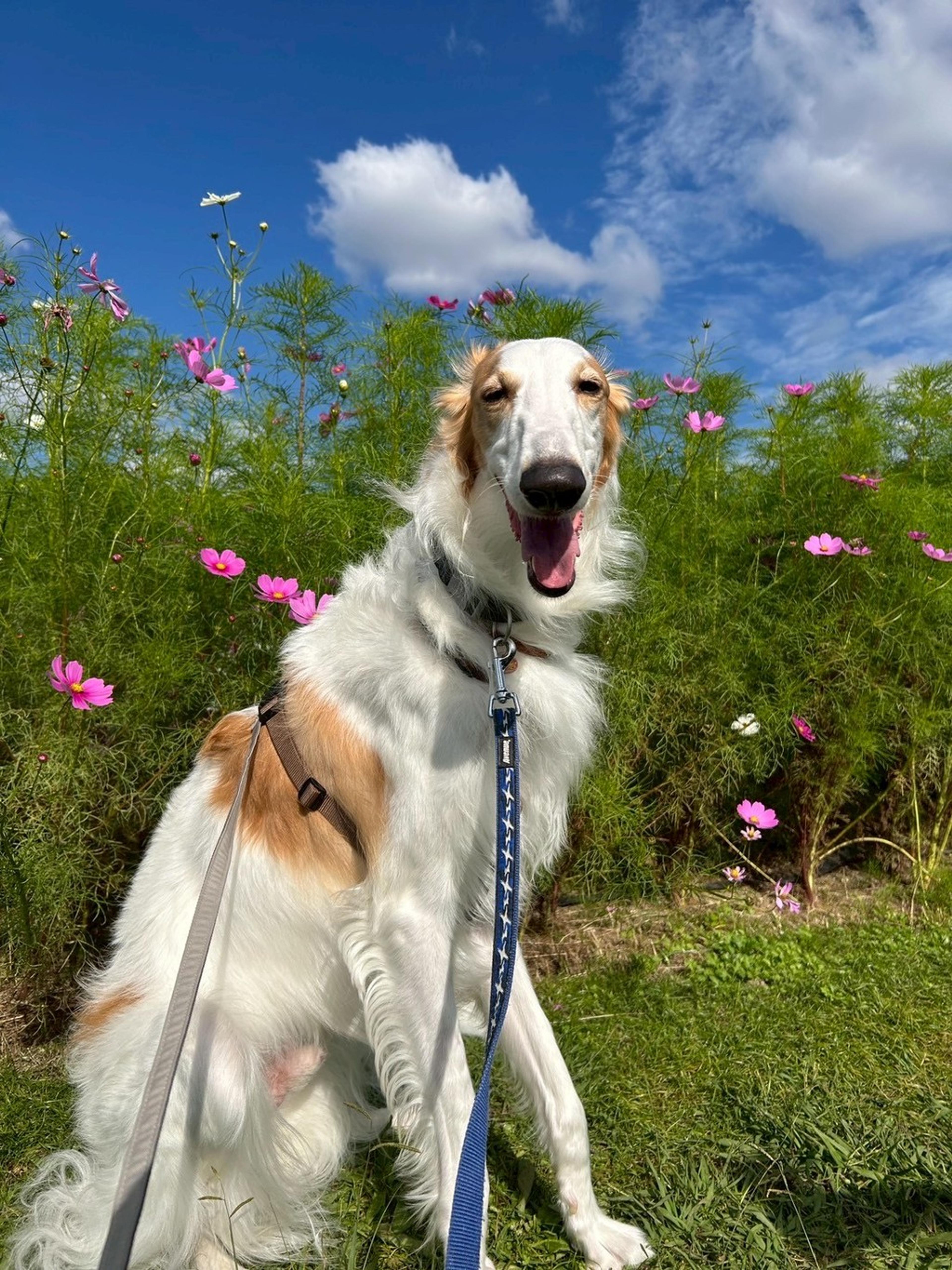 pet-image-3