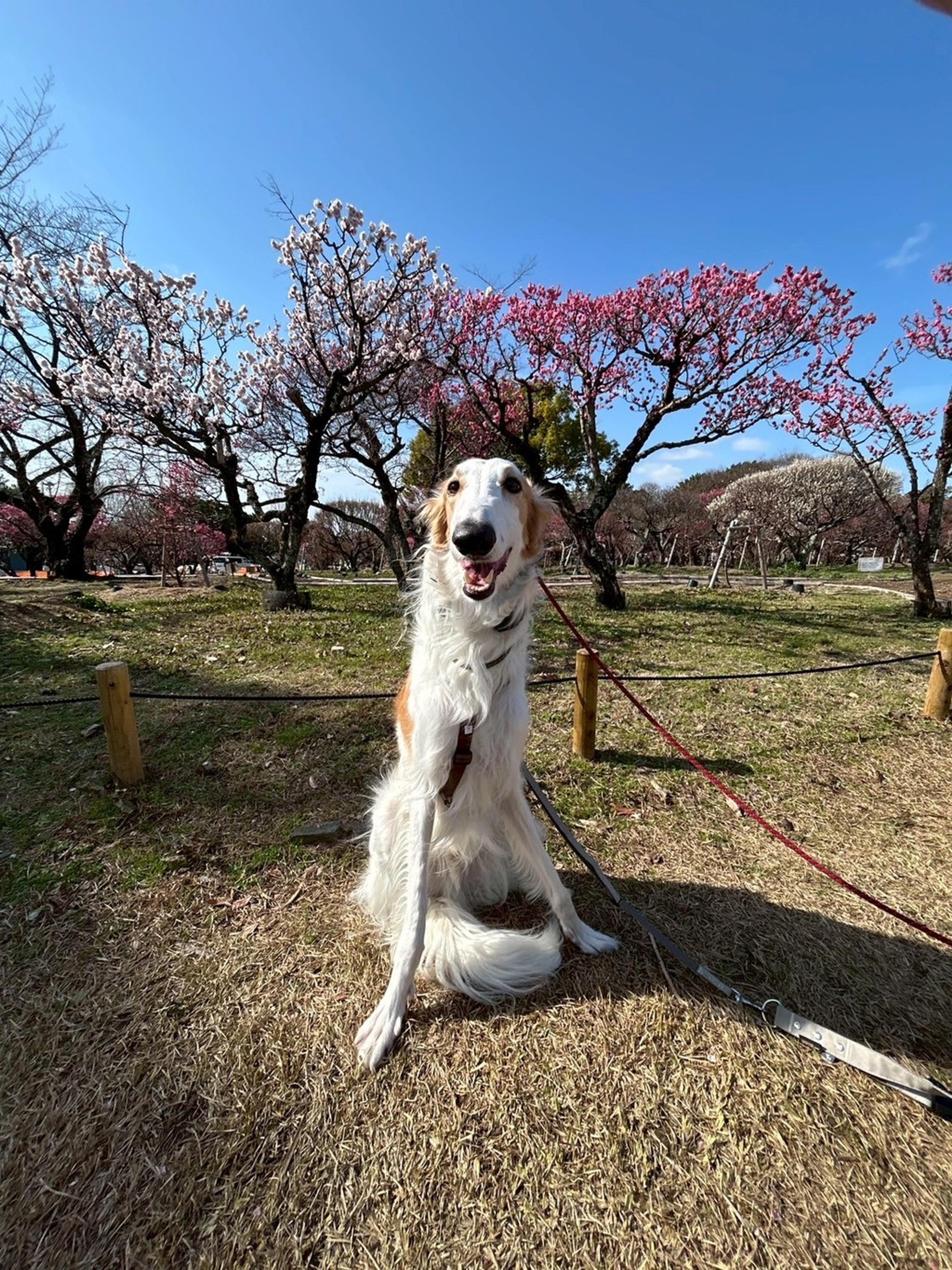 pet-image-5