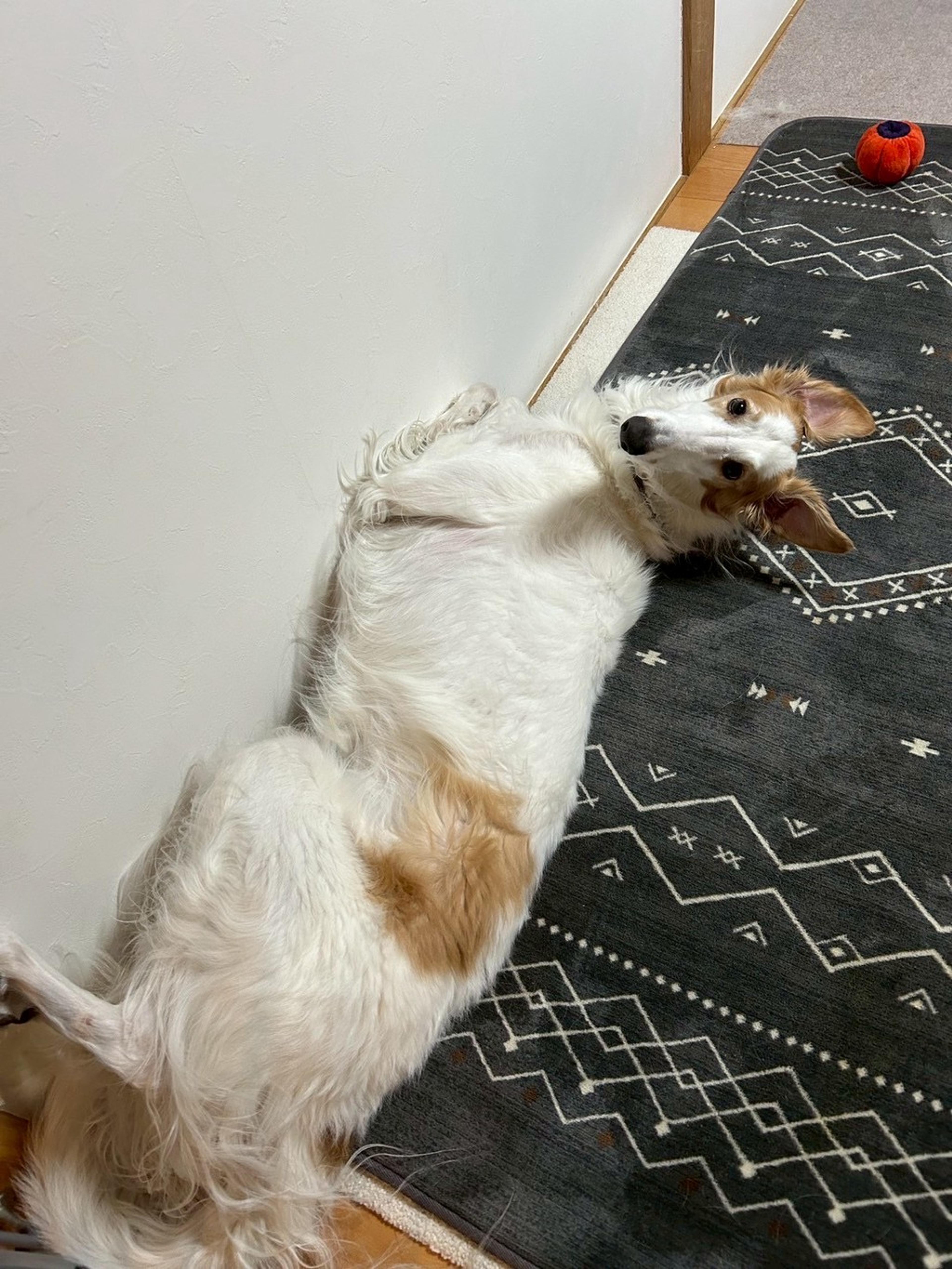 pet-image-6
