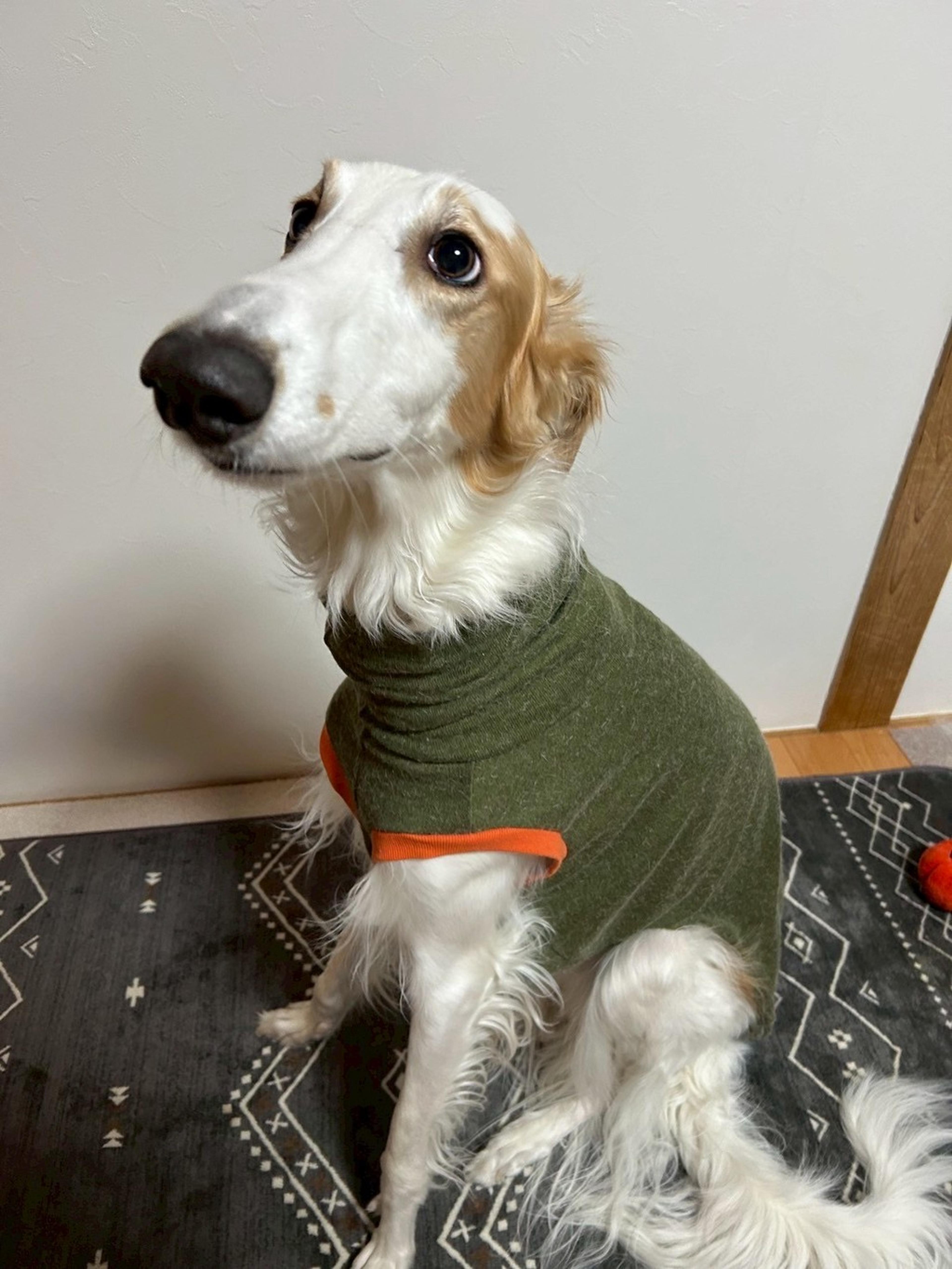 pet-image-7