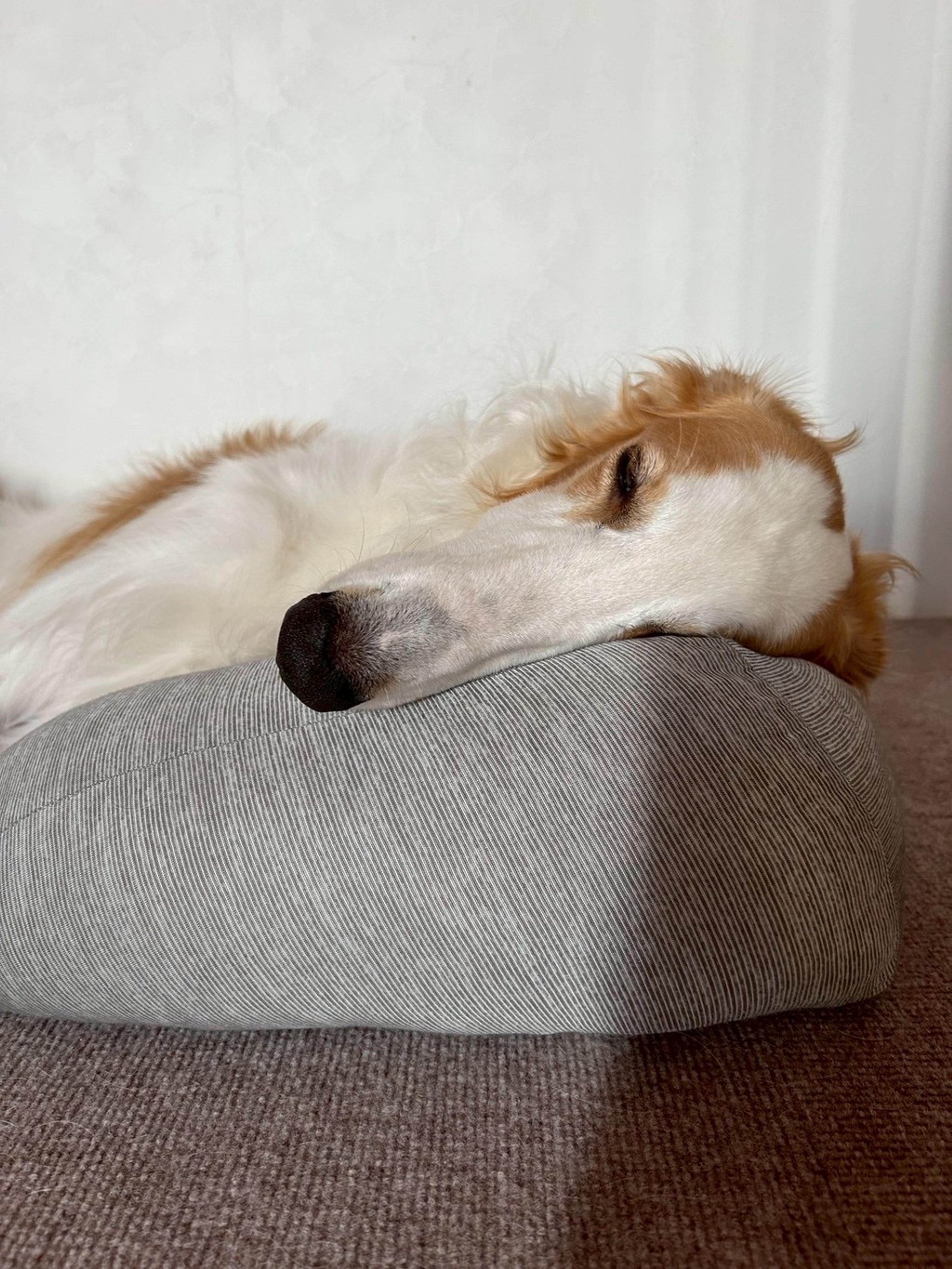 pet-image-8