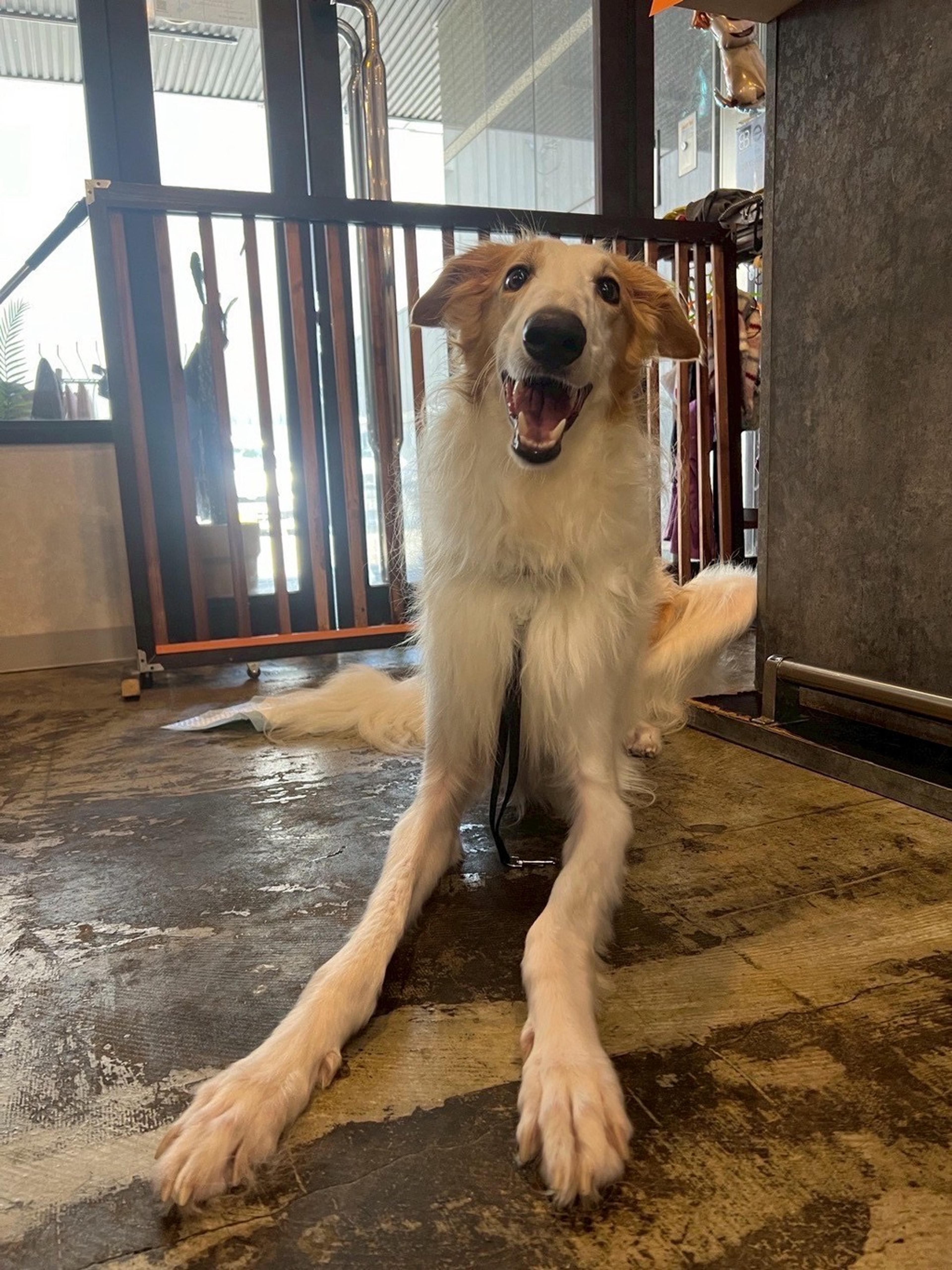 pet-image-9