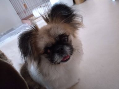 ペキニーズ・メスの里親募集の写真