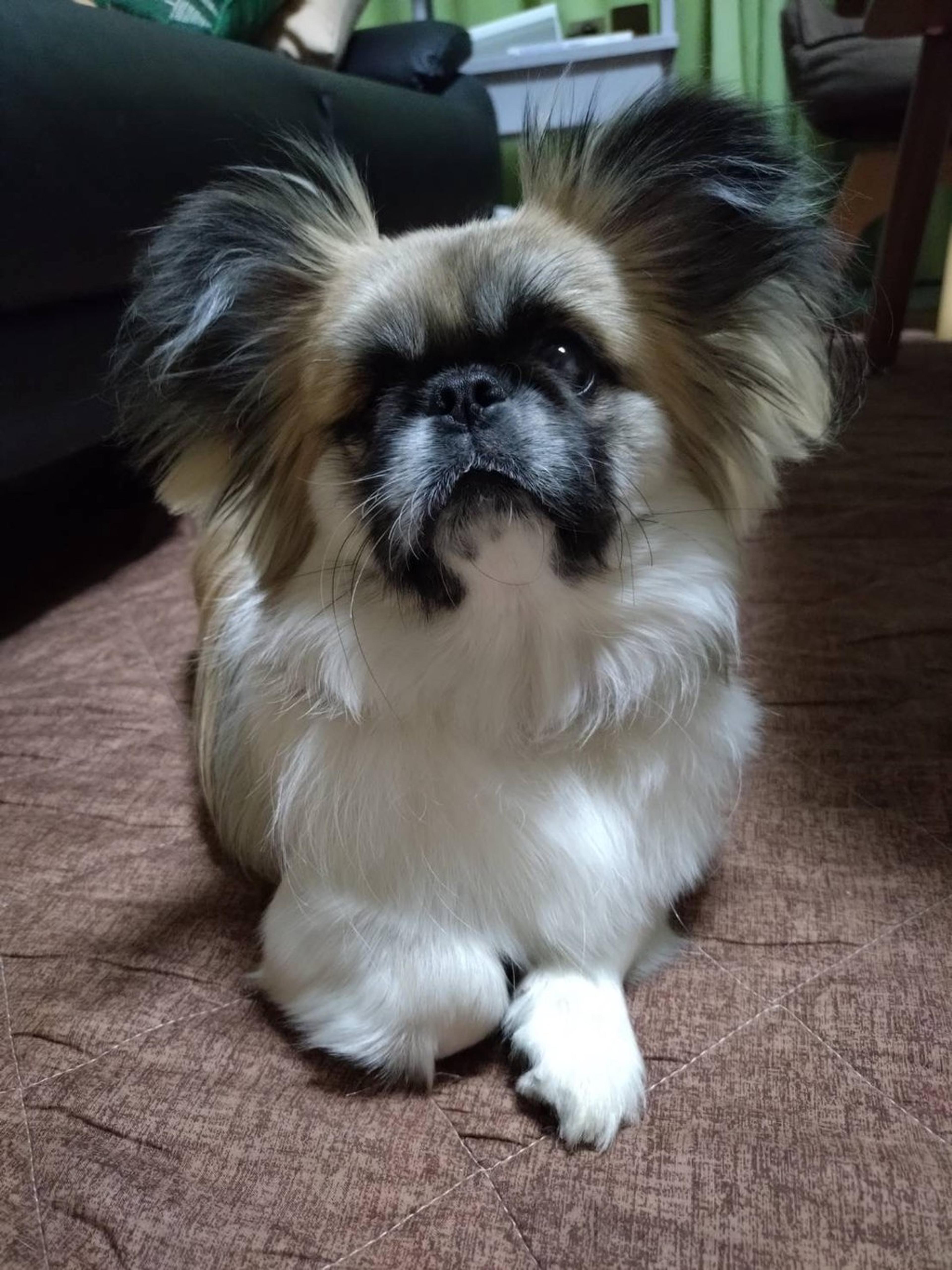 pet-image-2