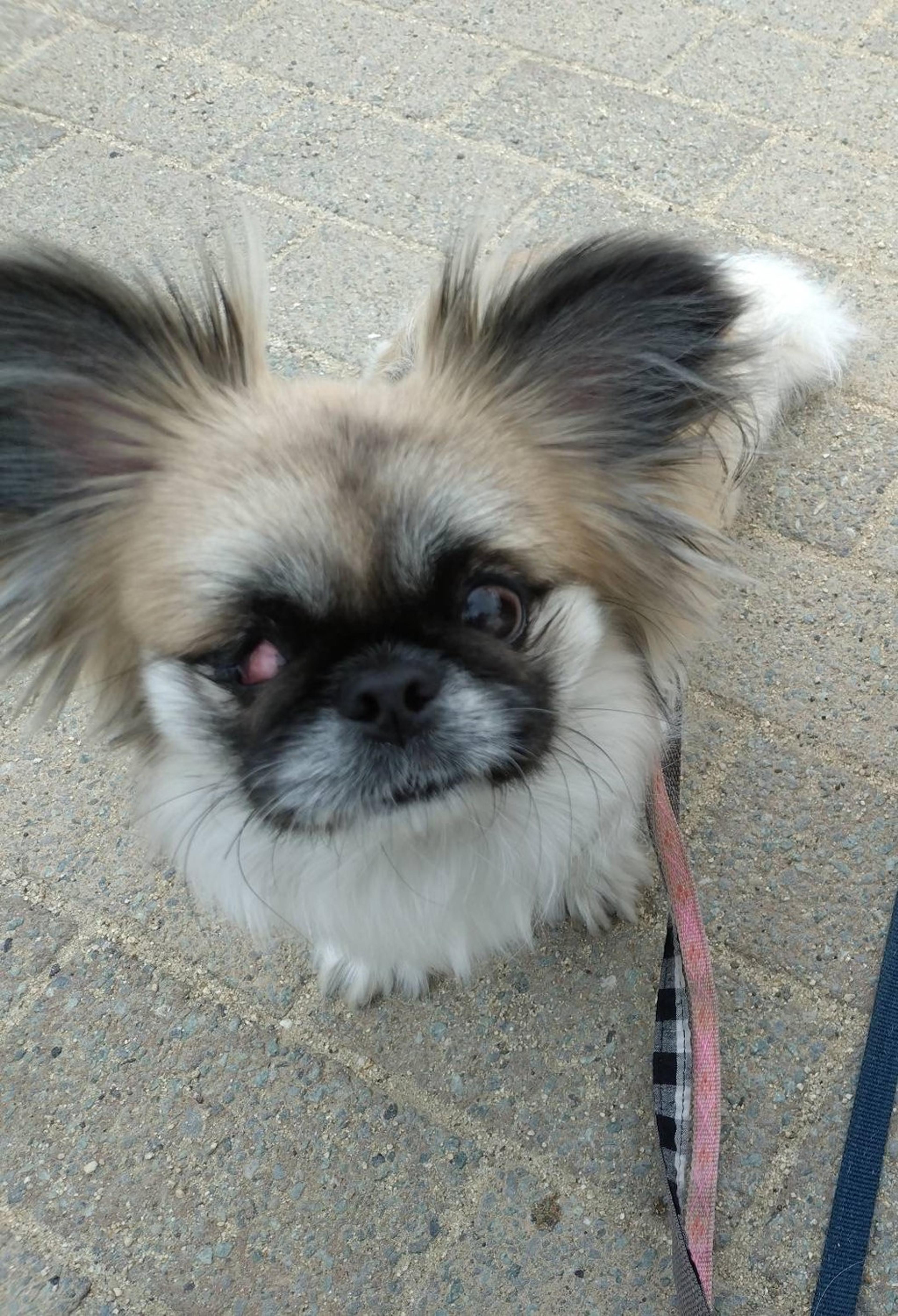 pet-image-3