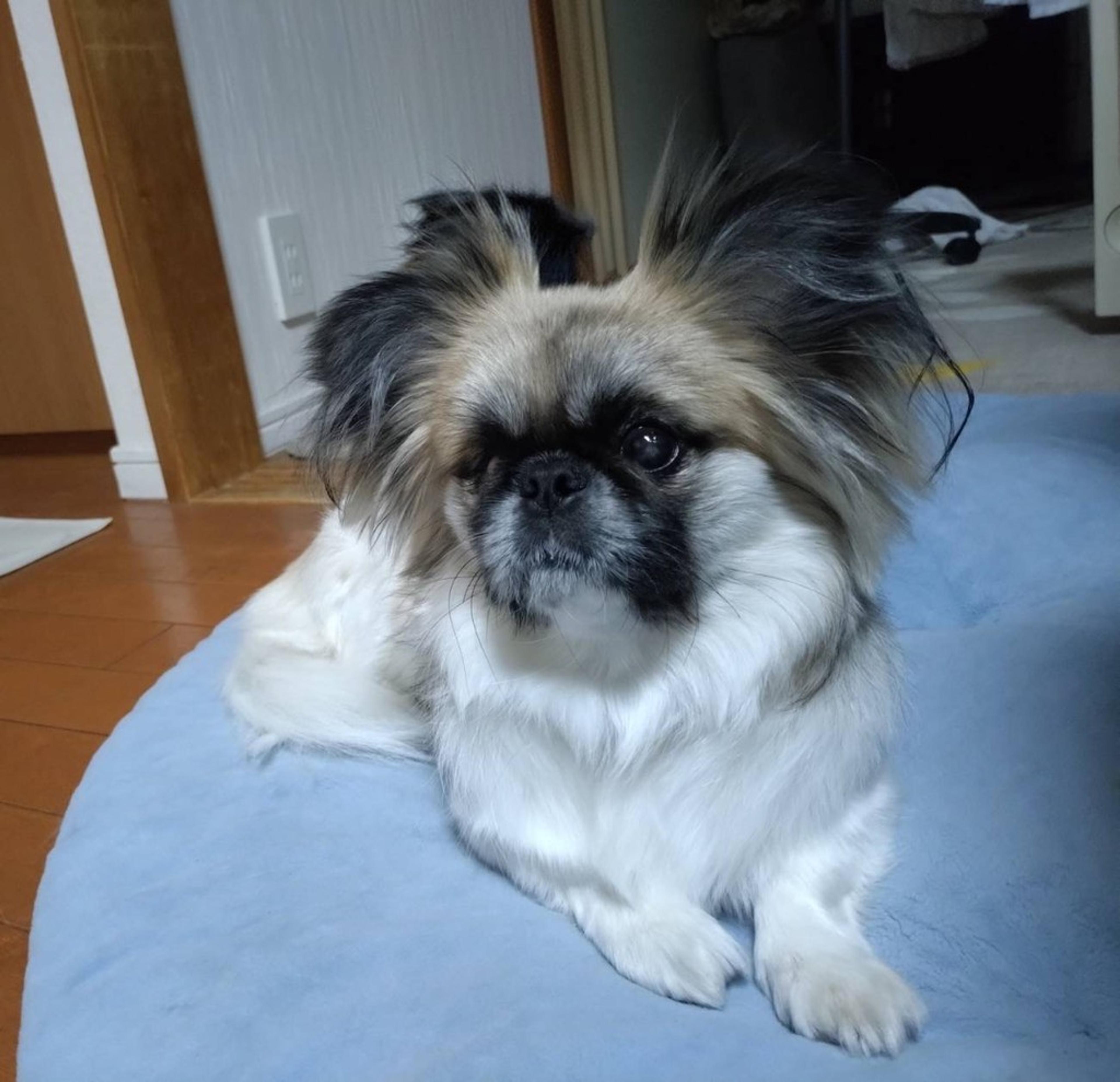 pet-image-4